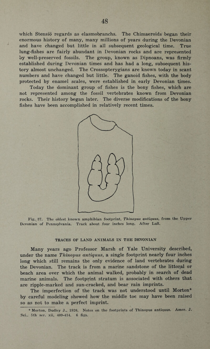 which Stensio regards as elasmobranchs. The Chimaeroids began their enormous history of many, many millions of years during the Devonian and have changed but little in all subsequent geological time. True lung-fishes are fairly abundant in Devonian rocks and are represented by well-preserved fossils. The group, known as Dipnoans, was firmly established during Devonian times and has had a long, subsequent his- tory almost unchanged. The Crossopterygians are known today in scant numbers and have changed but little. The ganoid fishes, with the body protected by enamel scales, were established in early Devonian times. Today the dominant group of fishes is the bony fishes, which are not represented among the fossil vertebrates known from Devonian rocks. Their history began later. The diverse modifications of the bony fishes have been accomplished in relatively recent times. Fig.N 37. The oldest known amphibian footprint, Thinopus antiquus, from the Upper Devonian of Pennsylvania. Track about four inches long. After Lull. TRACES OF LAND ANIMALS IN THE DEVONIAN Many years ago Professor Marsh of Yale University described, under the name Thinopus antiquus, a single footprint nearly four inches long which still remains the only evidence of land vertebrates during the Devonian. The track is from a marine sandstone of the littoral or beach area over which the animal walked, probably in search of dead marine animals. The footprint stratum is associated with others that are ripple-marked and sun-cracked, and bear rain imprints. The imperfection of the track was not understood until Morton* by careful modeling showed how the middle toe may have been raised so as not to make a perfect imprint. * Morton, Dudley J., 1926. Notes on the footprints of Thinopus antiquus. Amer. J. Sei., 5th ser. xii, 409-414. 6 figs.