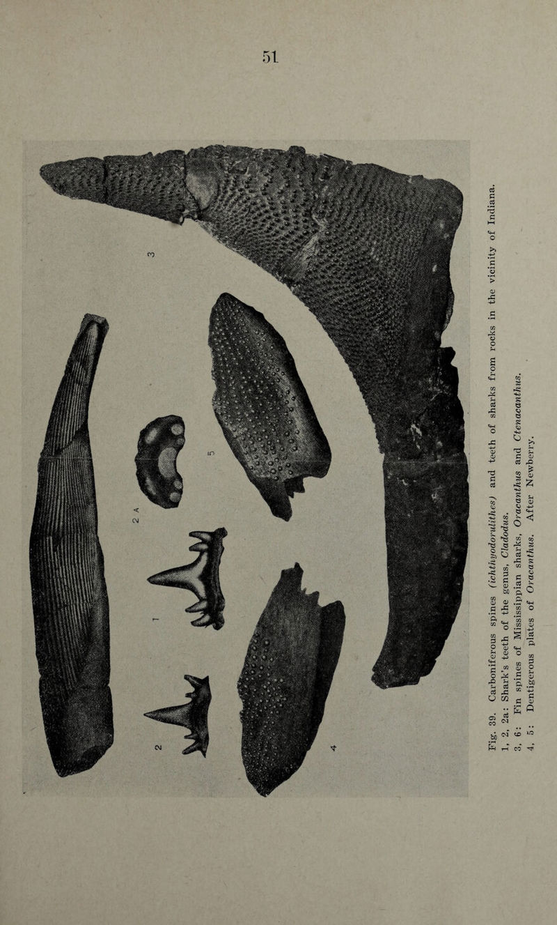 39. Carboniferous spines (ichthyodorulithes) and teeth of sharks from rocks in the vicinity of Indiana. 2a: Shark’s teeth of the genus, Cladodus. Fin spines of Mississippian sharks, Oracanthus and Ctenacanthus. : Dentigerous plates of Oracanthus. After Newberry.