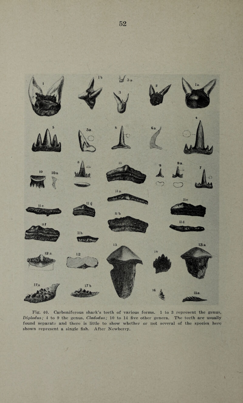 Fig. 40. Carboniferous shark’s teeth of various forms. 1 to 3 represent the genus, Diplodus; 4 to 9 the genus, Cladodus; 10 to 14 five other genera. The teeth are usually found separate and there is little to show whether or not several of the species here shown represent a single fish. After Newberry.