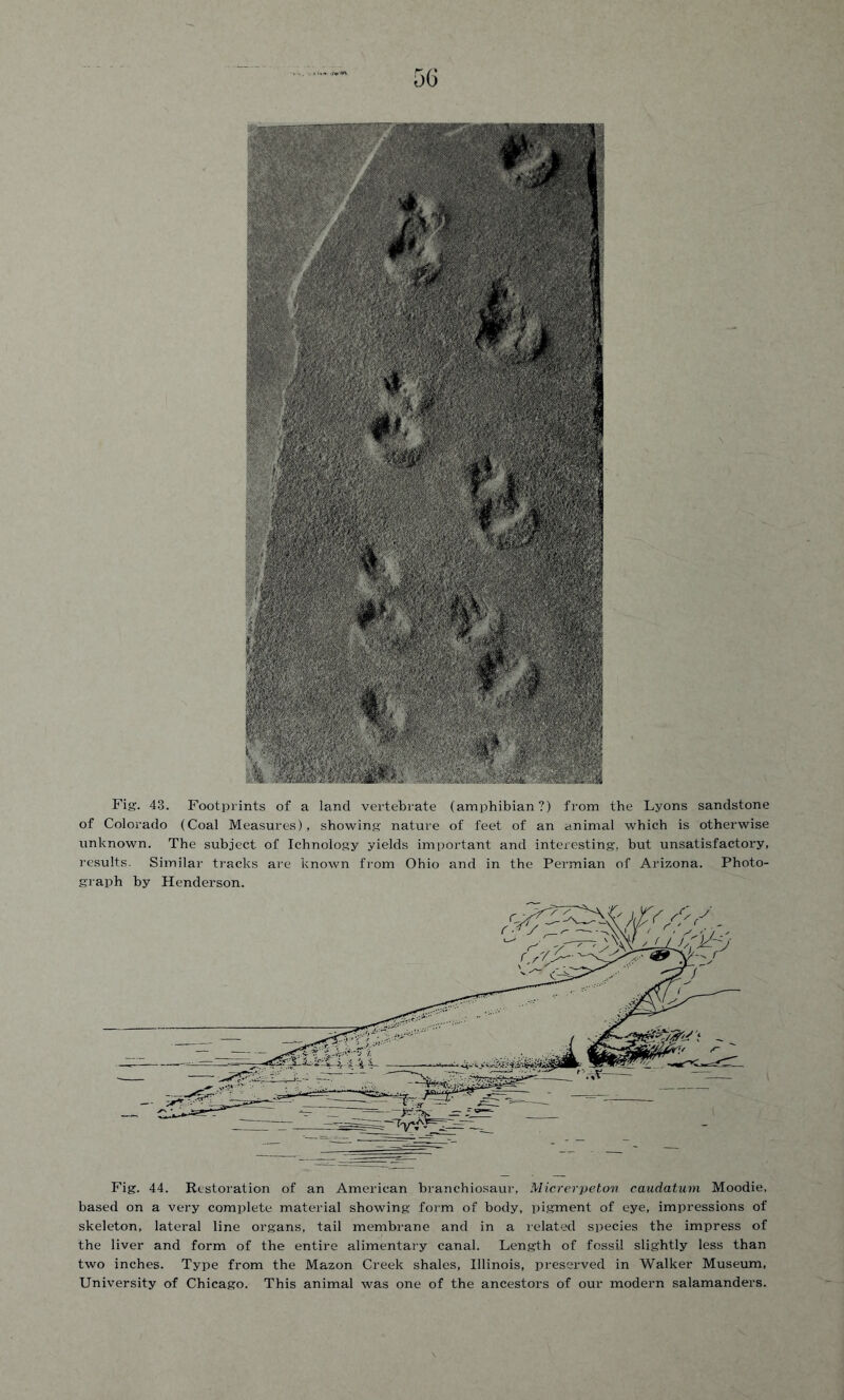 Fig. 43. Footprints of a land vertebrate (amphibian?) from the Lyons sandstone of Colorado (Coal Measures), showing nature of feet of an animal which is otherwise unknown. The subject of Ichnology yields important and interesting-, but unsatisfactory, results. Similar tracks are known from Ohio and in the Permian of Arizona. Photo- graph by Henderson. Fig. 44. Restoration of an American branchiosaur, Micrerpeton caudatum Moodie, based on a very complete material showing form of body, pigment of eye, impressions of skeleton, lateral line organs, tail membrane and in a related species the impress of the liver and form of the entire alimentary canal. Length of fossil slightly less than two inches. Type from the Mazon Creek shales, Illinois, preserved in Walker Museum, University of Chicago. This animal was one of the ancestors of our modern salamanders.