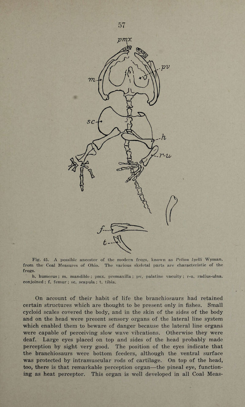 Fig. 45. A possible ancestor of the modern frogs, known as Pelion lyelli Wyman, from the Coal Measures of Ohio. The various skeletal parts are characteristic of the frogs. h, humerus; m, mandible ; pmx, premaxilla; pv, palatine vacuity ; r-u, radius-ulna, conjoined ; f, femur ; sc, scapula ; t, tibia. On account of their habit of life the branchiosaurs had retained certain structures which are thought to be present only in fishes. Small cycloid scales covered the body, and in the skin of the sides of the body and on the head were present sensory organs of the lateral line system which enabled them to beware of danger because the lateral line organs were capable of perceiving slow wave vibrations. Otherwise they were deaf. Large eyes placed on top and sides of the head probably made perception by sight very good. The position of the eyes indicate that the branchiosaurs were bottom feeders, although the ventral surface was protected by intramuscular rods of cartilage. On top of the head, too, there is that remarkable perception organ—the pineal eye, function- ing as heat perceptor. This organ is well developed in all Coal Meas-