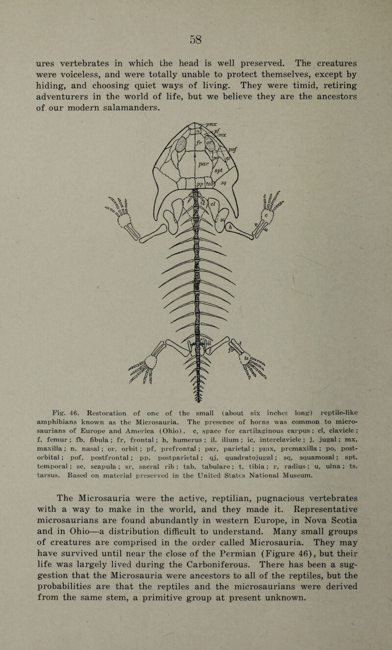 ures vertebrates in which the head is well preserved. The creatures were voiceless, and were totally unable to protect themselves, except by hiding, and choosing quiet ways of living. They were timid, retiring adventurers in the world of life, but we believe they are the ancestors of our modern salamanders. Fig-. 46. Restoration of one of the small (about six inches long) reptile-like amphibians known as the Microsauria. The presence of horns was common to micro- saurians of Europe and America (Ohio), c, space for cartilaginous carpus; cl, clavicle; f, femur; fb, fibula; fr, frontal; h, humerus ; il, ilium; ic, interclavicle ; j, jugal; mx, maxilla; n, nasal; or, orbit; pf, prefrontal ; par, parietal ; pmx, premaxilla; po, post- orbital ; pof, postfrontal; pp, postparietal ; qj, quadratojugal; sq, squamosal; spt, temporal ; sc, scapula; sr, sacral rib; tab, tabulare; t, tibia; r, radius; u, ulna; ts, tarsus. Based on material preserved in the United States National Museum. The Microsauria were the active, reptilian, pugnacious vertebrates with a way to make in the world, and they made it. Representative microsaurians are found abundantly in western Europe, in Nova Scotia and in Ohio—a distribution difficult to understand. Many small groups of creatures are comprised in the order called Microsauria. They may have survived until near the close of the Permian (Figure 46), but their life was largely lived during the Carboniferous. There has been a sug- gestion that the Microsauria were ancestors to all of the reptiles, but the probabilities are that the reptiles and the microsaurians were derived from the same stem, a primitive group at present unknown.