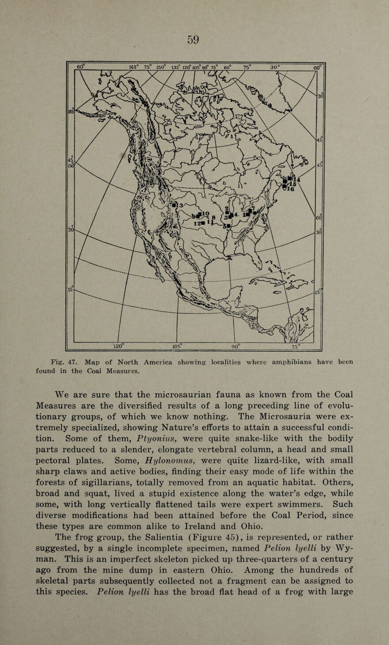 Fig. 47. Map of North America showing localities where amphibians have been found in the Coal Measures. We are sure that the microsaurian fauna as known from the Coal Measures are the diversified results of a long preceding line of evolu- tionary groups, of which we know nothing. The Microsauria were ex- tremely specialized, showing Nature’s efforts to attain a successful condi- tion. Some of them, Ptyonius, were quite snake-like with the bodily parts reduced to a slender, elongate vertebral column, a head and small pectoral plates. Some, Hylonomus, were quite lizard-like, with small sharp claws and active bodies, finding their easy mode of life within the forests of sigillarians, totally removed from an aquatic habitat. Others, broad and squat, lived a stupid existence along the water’s edge, while some, with long vertically flattened tails were expert swimmers. Such diverse modifications had been attained before the Coal Period, since these types are common alike to Ireland and Ohio. The frog group, the Salientia (Figure 45), is represented, or rather suggested, by a single incomplete specimen, named Pelion lyelli by Wy- man. This is an imperfect skeleton picked up three-quarters of a century ago from the mine dump in eastern Ohio. Among the hundreds of skeletal parts subsequently collected not a fragment can be assigned to this species. Pelion lyelli has the broad flat head of a frog with large