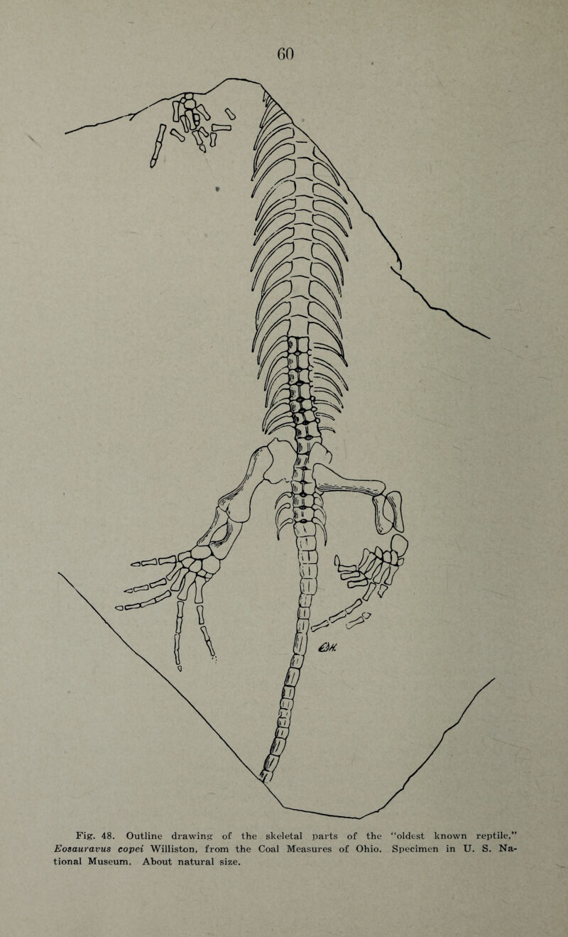 Fig. 48. Outline drawing of the skeletal parts of the “oldest known reptile,” Eosauravus copei Williston, from the Coal Measures of Ohio. Specimen in U. S. Na- tional Museum. About natural size.