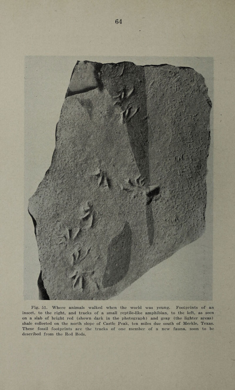 Fig. 51. Where animals walked when the world was young. Footprints of an insect, to the right, and tracks of a small reptile-like amphibian, to the left, as seen on a slab of bright red (shown dark in the photograph) and gray (the lighter areas) shale collected on the north slope of Castle Peak, ten miles due south of Merkle, Texas. These fossil footprints are the tracks of one member of a new fauna, soon to be described from the Red Beds.