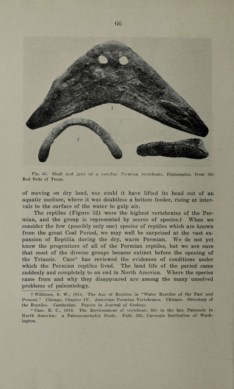 Fig. 53. Skull and jaws of a peculiar Permian vertebrate, Diplocaulus, from the Red Beds of Texas. of moving on dry land, nor could it have lifted its head out of an aquatic medium, where it was doubtless a bottom feeder, rising at inter- vals to the surface of the water to gulp air. The reptiles (Figure 52) were the highest vertebrates of the Per- mian, and the group is represented by scores of species.f When we consider the few (possibly only one) species of reptiles which are known from the great Coal Period, we may well be surprised at the vast ex- pansion of Reptilia during the dry, warm Permian. We do not yet know the progenitors of all of the Permian reptiles, but we are sure that most of the diverse groups became extinct before the opening of the Triassic. Case* * has reviewed the evidences of conditions under which the Permian reptiles lived. The land life of the period came suddenly and completely to an end in North America. Where the species came from and why they disappeared are among the many unsolved problems of paleontology. t Williston, S. W., 1914. The Age of Reptiles in “Water Reptiles of the Past and Present.” Chicago, Chapter IV. American Permian Vertebrates. Chicago. Osteology of the Reptiles. Cambridge. Papers in Journal of Geology. * Case, E. C., 1919. The Environment of vertebrate life in the late Paleozoic in North America: a Paleogeographic Study. Publ. 283, Carnegie Institution of Wash- ington.