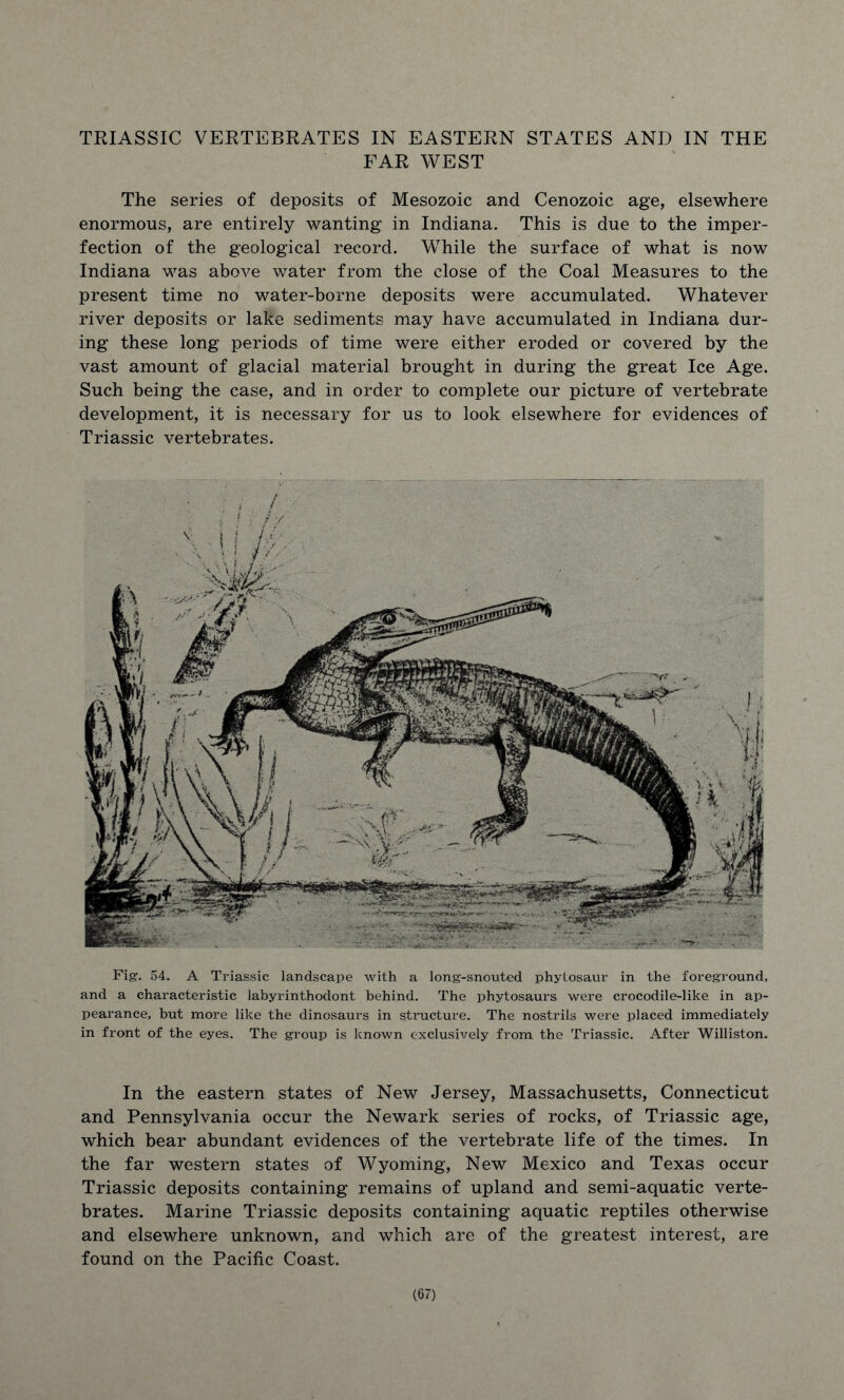 TRIASSIC VERTEBRATES IN EASTERN STATES AND IN THE FAR WEST The series of deposits of Mesozoic and Cenozoic age, elsewhere enormous, are entirely wanting in Indiana. This is due to the imper- fection of the geological record. While the surface of what is now Indiana was above water from the close of the Coal Measures to the present time no water-borne deposits were accumulated. Whatever river deposits or lake sediments may have accumulated in Indiana dur- ing these long periods of time were either eroded or covered by the vast amount of glacial material brought in during the great Ice Age. Such being the case, and in order to complete our picture of vertebrate development, it is necessary for us to look elsewhere for evidences of Triassic vertebrates. Fig. 54. A Triassic landscape with a long-snouted phytosaur in the foreground, and a characteristic labyrinthodont behind. The phytosaurs were crocodile-like in ap- pearance, but more like the dinosaurs in structure. The nostrils were placed immediately in front of the eyes. The group is known exclusively from the Triassic. After Williston. In the eastern states of New Jersey, Massachusetts, Connecticut and Pennsylvania occur the Newark series of rocks, of Triassic age, which bear abundant evidences of the vertebrate life of the times. In the far western states of Wyoming, New Mexico and Texas occur Triassic deposits containing remains of upland and semi-aquatic verte- brates. Marine Triassic deposits containing aquatic reptiles otherwise and elsewhere unknown, and which are of the greatest interest, are found on the Pacific Coast.