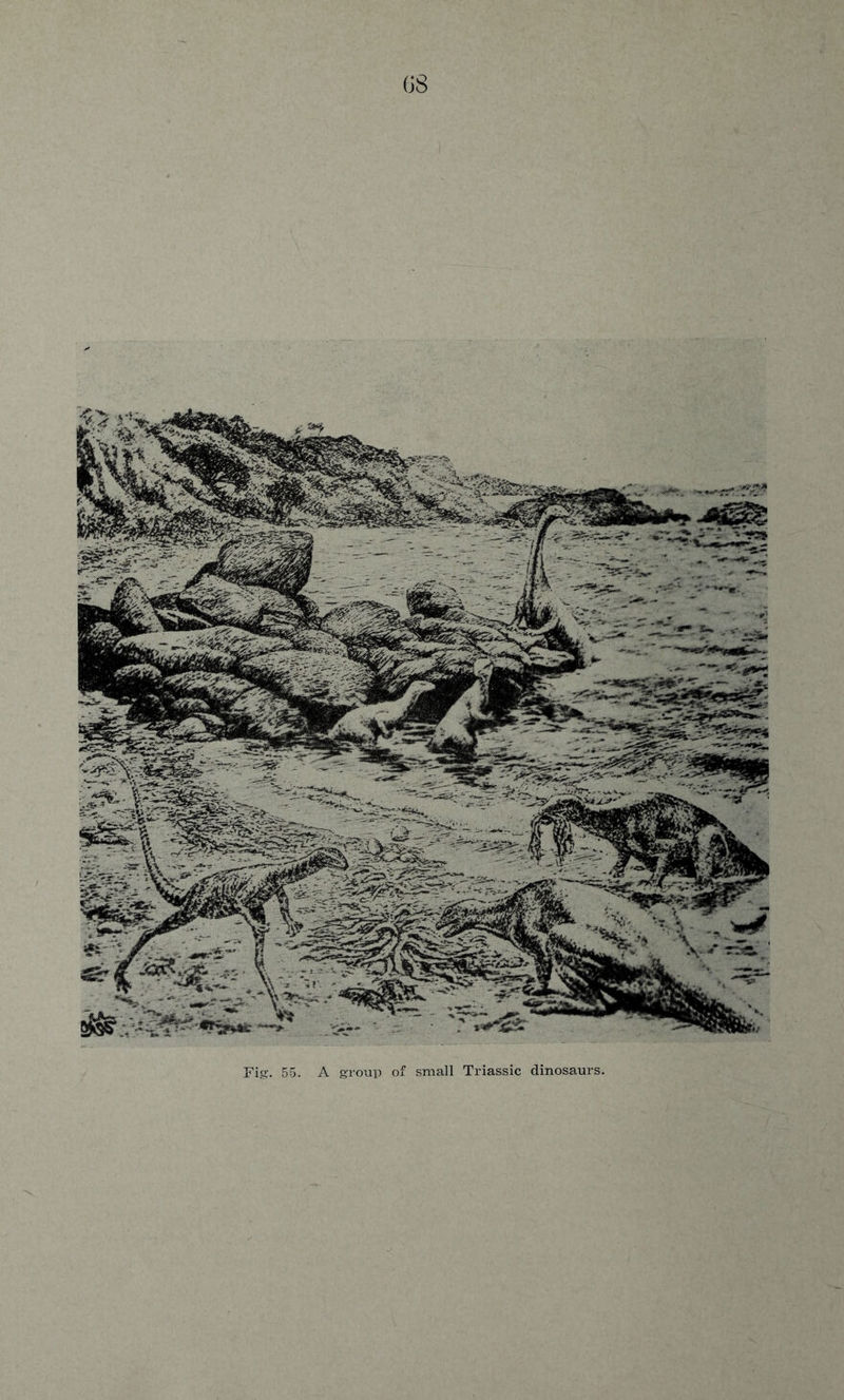 Fig. 55 A group of small Triassic dinosaurs.