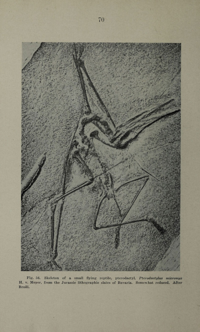 Fig. 56. Skeleton of a small flying reptile, pterodactyl, Pterodactylus micronyx H. v. Meyer, from the Jurassic lithographic slates of Bavaria. Somewhat reduced. After Broili.