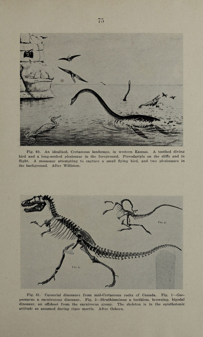 Fig-. 60. An idealized, Cretaceous landscape, in western Kansas. A toothed diving bird and a long-necked plesiosaur in the foreground. Pterodactyls on the cliffs and in flight. A mosasaur attempting to capture a small flying bird, and two plesiosaurs in the background. After Williston. Fig. 61. Cursorial dinosaurs from mid-Cretaceous rocks of Canada. Fig. 1—Gor- gosaurus a carnivorous dinosaur. Fig. 2—Struthionnimus a toothless, browsing, bipedal dinosaur, an offshoot from the carnivorus group. The skeleton is in the opisthotonic attitude as assumed during rigor mortis. After Osborn.