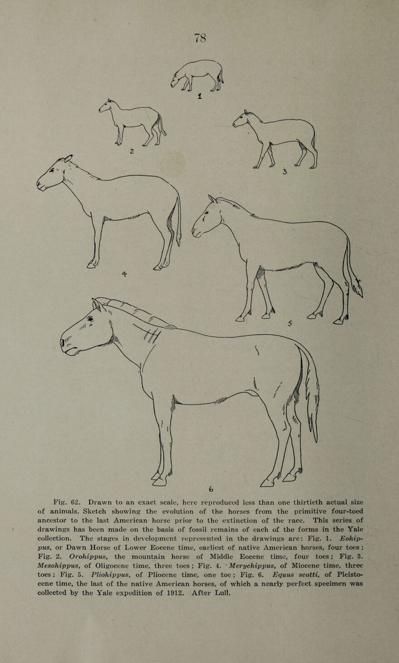 Fig. 62. Drawn to an exact scale, here reproduced less than one thirtieth actual size of animals. Sketch showing the evolution of the horses from the primitive four-toed ancestor to the last American horse prior to the extinction of the race. This series of drawings has been made on the basis of fossil remains of each of the forms in the Yale collection. The stages in development represented in the drawings are: Fig. 1. Eohip- pus, or Dawn Horse of Lower Eocene time, earliest of native American horses, four toes ; Fig. 2. Orohippus, the mountain horse of Middle Eocene time, four toes; Fig. 3. Mesoliippus, of Oligocene time, three toes ; Fig. 4. - Merychippus, of Miocene time, three toes; Fig. 5. Pliohippus, of Pliocene time, one toe; Fig. 6. Equus scotti, of Pleisto- cene time, the last of the native American horses, of which a nearly perfect specimen was collected by the Yale expedition of 1912. After Lull.