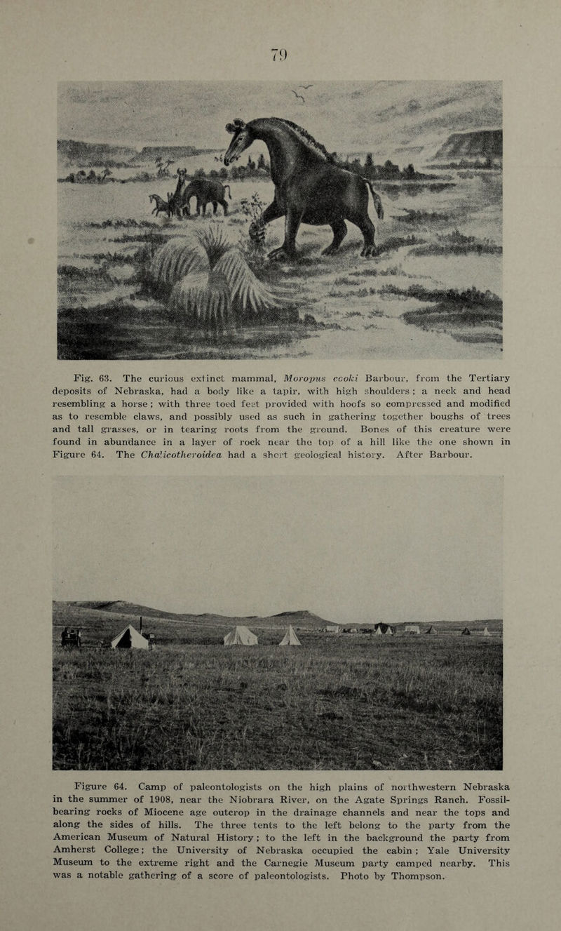 Fig. 63. The curious extinct mammal, Moropus cooki Barbour, from the Tertiary deposits of Nebraska, had a body like a tapir, with high shoulders ; a neck and head resembling a horse; with three toed feet provided with hoofs so compressed and modified as to resemble claws, and possibly used as such in gathering together boughs of trees and tall grasses, or in tearing roots from the ground. Bones of this creature were found in abundance in a layer of rock near the top of a hill like the one shown in Figure 64. The Chalicotheroidea had a short geological history. After Barbour. Figure 64. Camp of paleontologists on the high plains of northwestern Nebraska in the summer of 1908, near the Niobrara River, on the Agate Springs Ranch. Fossil- bearing rocks of Miocene age outcrop in the drainage channels and near the tops and along the sides of hills. The three tents to the left belong to the party from the American Museum of Natural History; to the left in the background the party from Amherst College; the University of Nebraska occupied the cabin; Yale University Museum to the extreme right and the Carnegie Museum party camped nearby. This was a notable gathering of a score of paleontologists. Photo by Thompson.