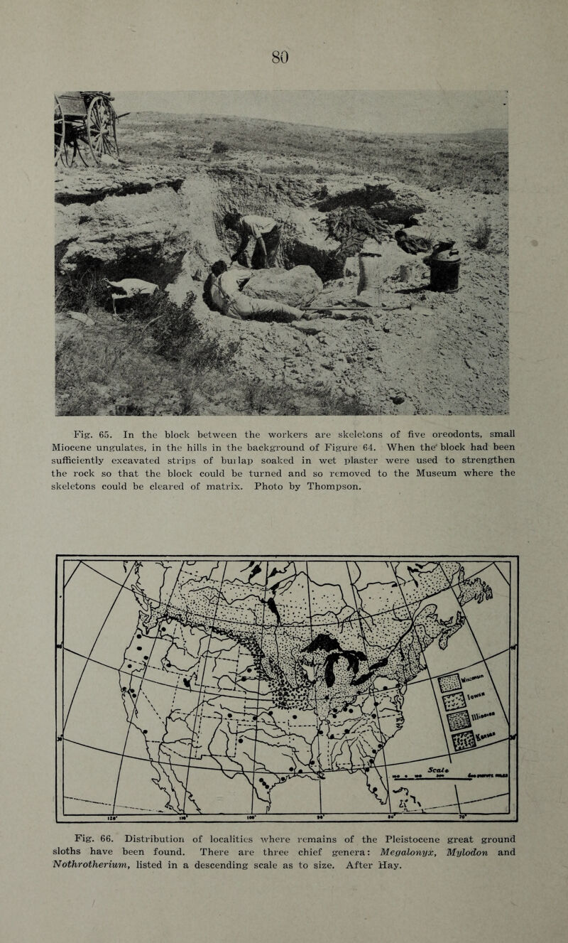 Fig. 65. In the block between the workers are skeletons of five oreodonts, small Miocene ungulates, in the hills in the background of Figure 64. When the' block had been sufficiently excavated strips of builap soaked in wet plaster were used to strengthen the rock so that the block could be turned and so removed to the Museum where the skeletons could be cleared of matrix. Photo by Thompson. Fig. 66. Distribution of localities where remains of the Pleistocene great ground sloths have been found. There are three chief genera: Megalonyx, Mylodon and Nothrotherium, listed in a descending scale as to size. After Hay.