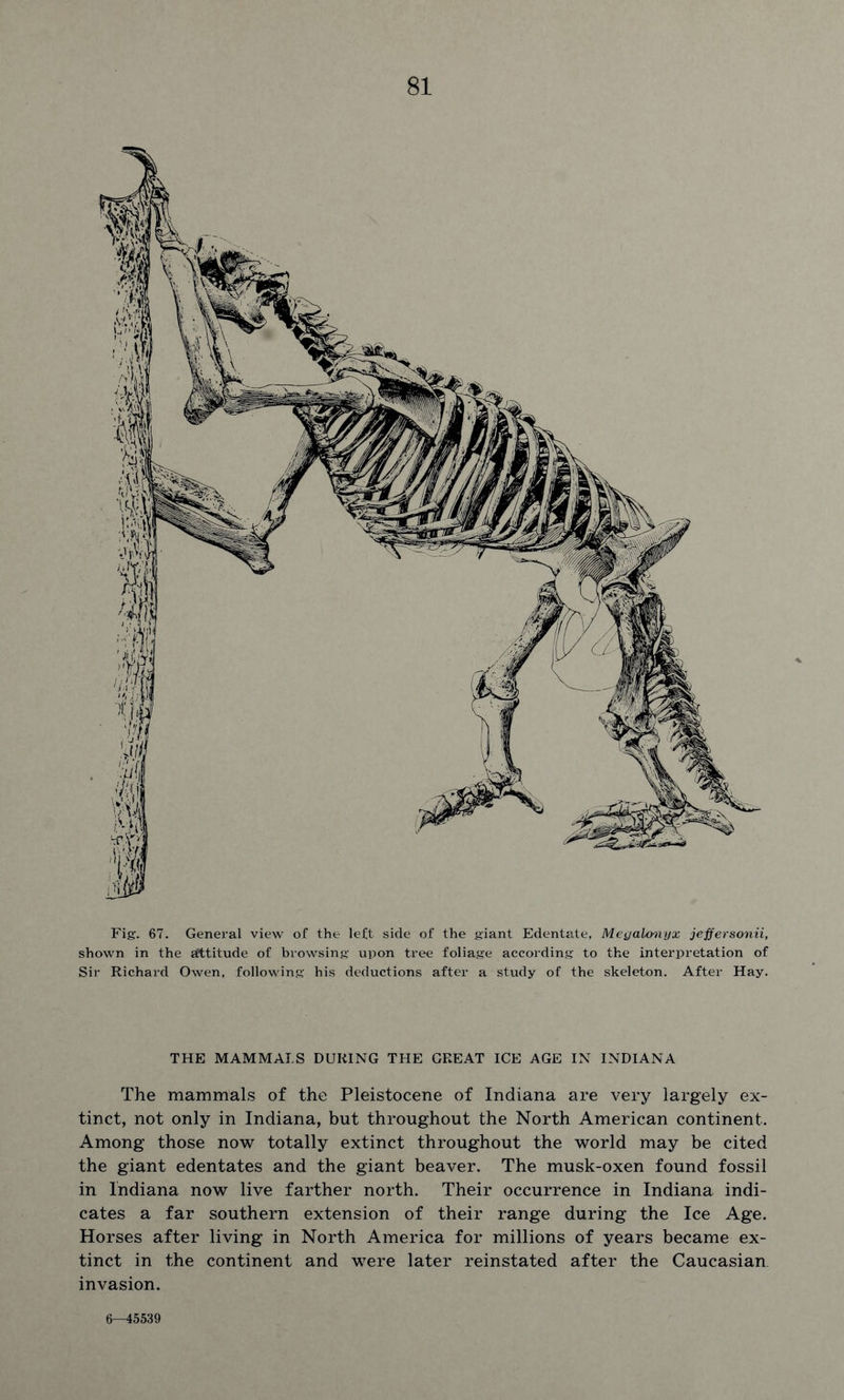 Fig. 67. General view of the left side of the giant Edentate, MegaUmyx jeffersonii, shown in the attitude of browsing upon tree foliage according to the interpretation of Sir Richard Owen, following his deductions after a study of the skeleton. After Hay. THE MAMMALS DURING THE GREAT ICE AGE IN INDIANA The mammals of the Pleistocene of Indiana are very largely ex- tinct, not only in Indiana, but throughout the North American continent. Among those now totally extinct throughout the world may be cited the giant edentates and the giant beaver. The musk-oxen found fossil in Indiana now live farther north. Their occurrence in Indiana indi- cates a far southern extension of their range during the Ice Age. Horses after living in North America for millions of years became ex- tinct in the continent and were later reinstated after the Caucasian invasion. 6—45539