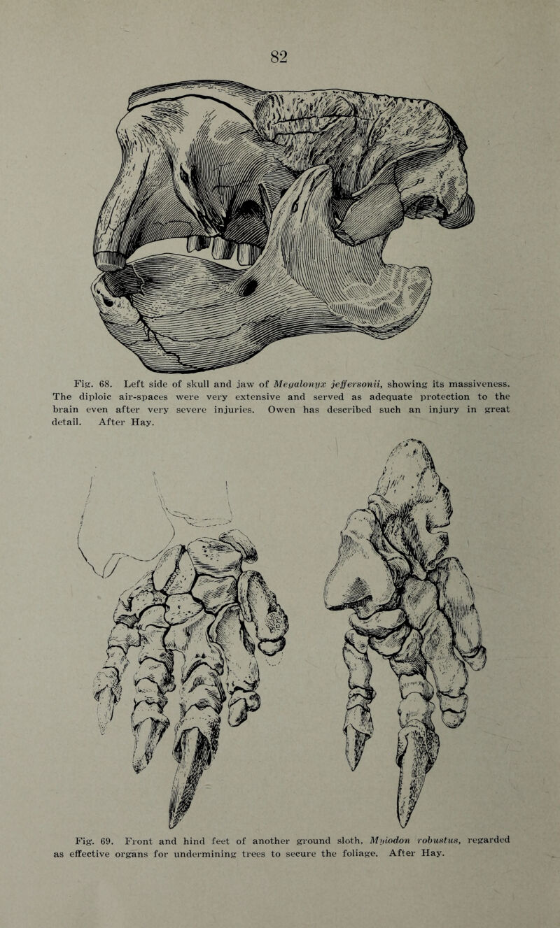 Fig. 68. Left side of skull and jaw of Megalonyx jeffersonii, showing its massiveness. The diploic air-spaces were very extensive and served as adequate protection to the brain even after very severe injuries. Owen has described such an injury in great detail. After Hay. Fig. 69. Front and hind feet of another ground sloth, Myiodon robustus, regarded as effective organs for undermining trees to secure the foliage. After Hay.