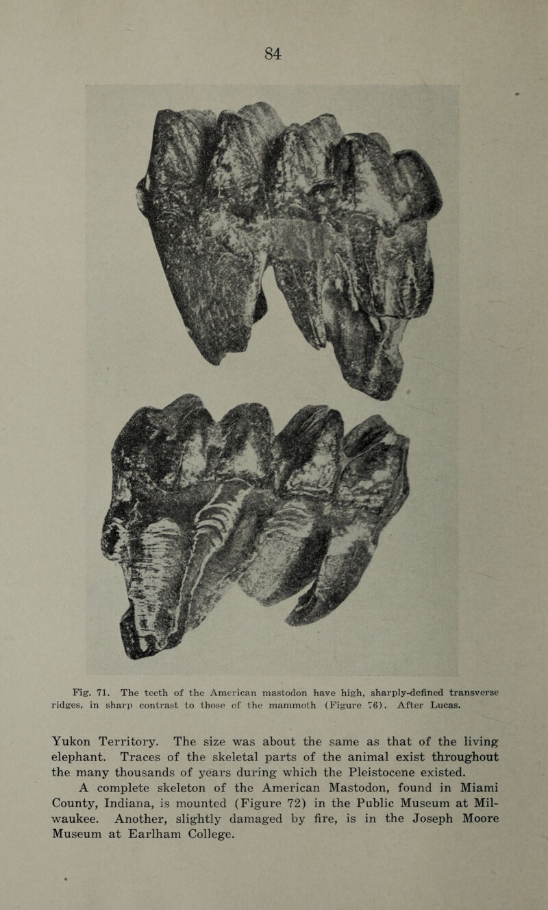 Fig. 71. The teeth of the American mastodon have high, sharply-defined transverse ridges, in sharp contrast to those of the mammoth (Figure 76). After Lucas. Yukon Territory. The size was about the same as that of the living elephant. Traces of the skeletal parts of the animal exist throughout the many thousands of years during which the Pleistocene existed. A complete skeleton of the American Mastodon, found in Miami County, Indiana, is mounted (Figure 72) in the Public Museum at Mil- waukee. Another, slightly damaged by fire, is in the Joseph Moore Museum at Earlham College.