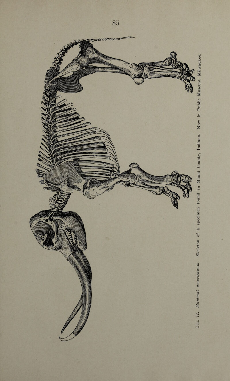 72. Mavimut americanum. Skeleton of a specimen found in Miami County, Indiana. Now in Public Museum, Milwaukee.