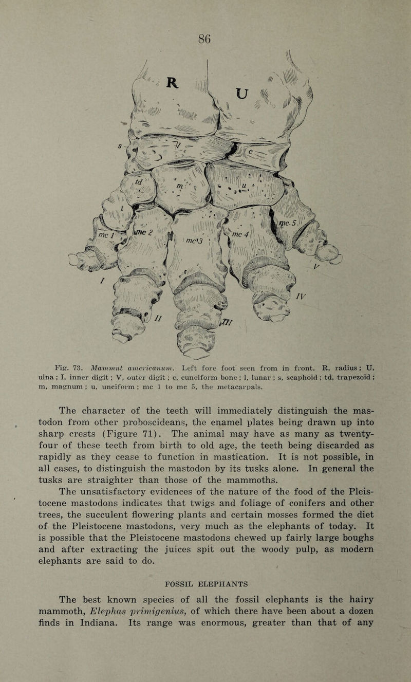 Fig. 73. Mammut americanum. Left fore foot seen from in front. R, radius; U, ulna; I, inner digit; V, outer digit; c, cuneiform bone ; 1, lunar ; s, scaphoid ; td, trapezoid; m, magnum ; u, unciform ; me 1 to me 5, the metacarpals. The character of the teeth will immediately distinguish the mas- todon from other proboscideans, the enamel plates being drawn up into sharp crests (Figure 71). The animal may have as many as twenty- four of these teeth from birth to old age, the teeth being discarded as rapidly as they cease to function in mastication. It is not possible, in all cases, to distinguish the mastodon by its tusks alone. In general the tusks are straighter than those of the mammoths. The unsatisfactory evidences of the nature of the food of the Pleis- tocene mastodons indicates that twigs and foliage of conifers and other trees, the succulent flowering plants and certain mosses formed the diet of the Pleistocene mastodons, very much as the elephants of today. It is possible that the Pleistocene mastodons chewed up fairly large boughs and after extracting the juices spit out the woody pulp, as modern elephants are said to do. FOSSIL ELEPHANTS The best known species of all the fossil elephants is the hairy mammoth, Elephas primigenius, of which there have been about a dozen finds in Indiana. Its range was enormous, greater than that of any