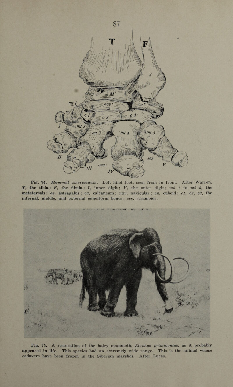 Fig. 74. Mammut americanum. Left hind foot, seen from in front. After Warren. T, the tibia; F, the fibula; /, inner digit; V, the outer digit; ml 1 to ml 5, the metatarsals; as, astragalus; ca, calcaneum; nav, navicular; cu, cuboid; cl, c2, c3, the internal, middle, and external cuneiform bones ; ses, sesamoids. Fig. 75. A restoration of the hairy mammoth, Elephas primigenius, as it probably appeared in life. This species had an extremely wide range. This is the animal whose cadavers have been frozen in the Siberian marshes. After Lucas.