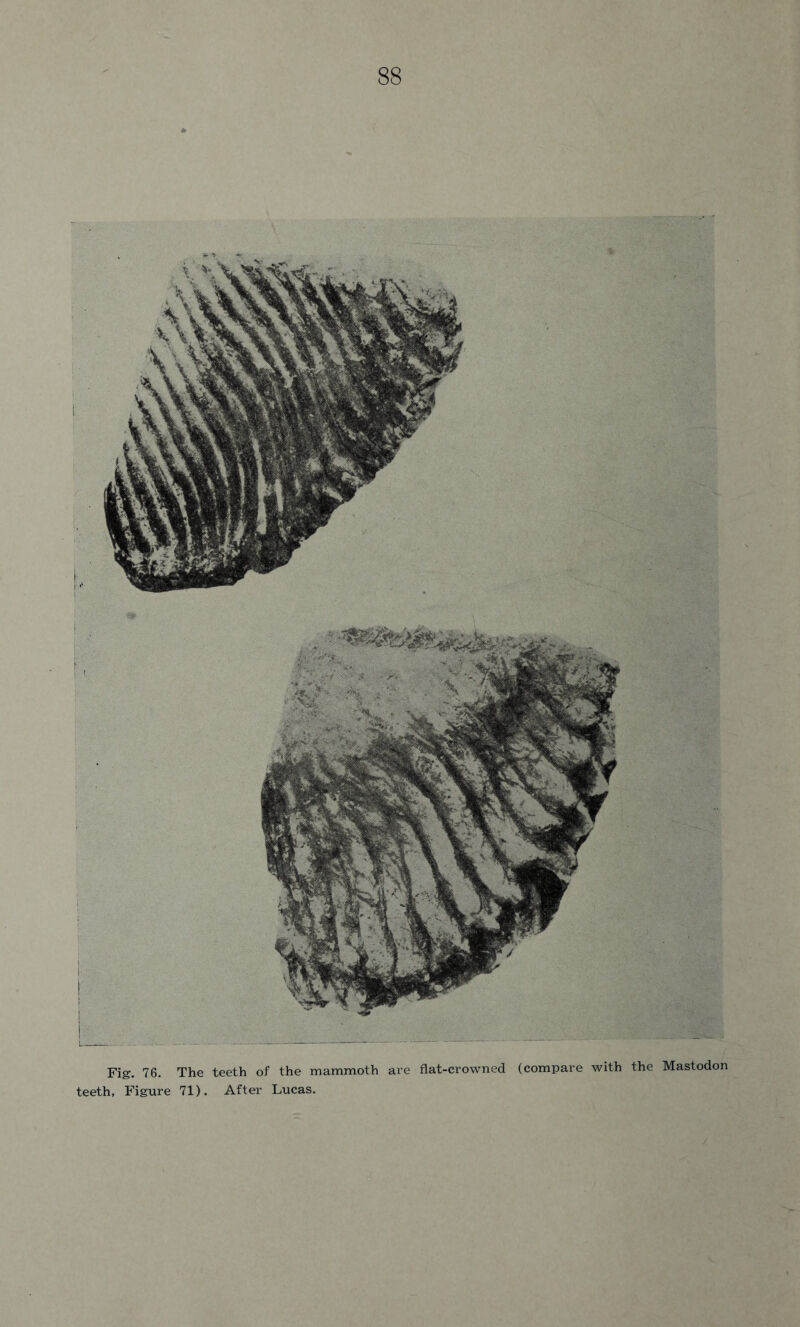 Fig. 76. The teeth of the mammoth are flat-crowned (compare with the Mastodon teeth, Figure 71). After Lucas.