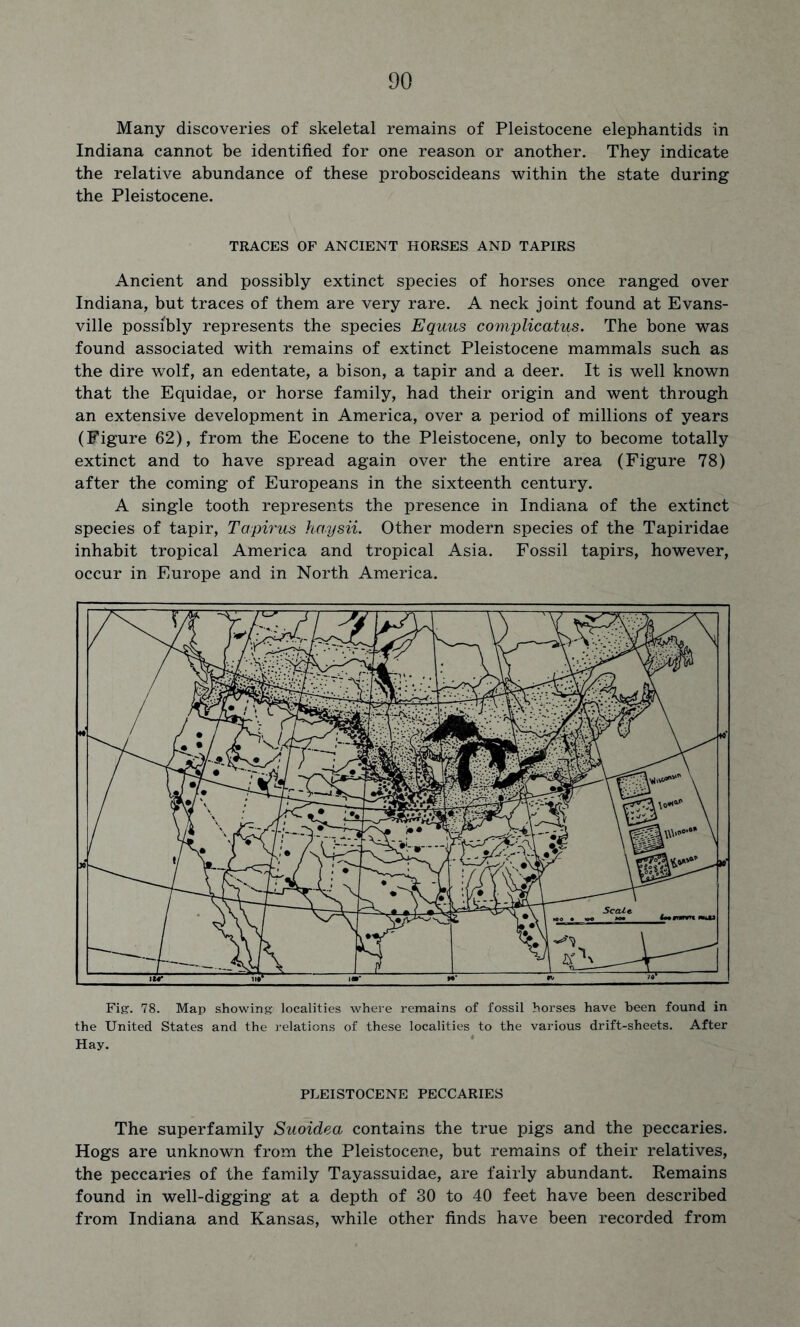 Many discoveries of skeletal remains of Pleistocene elephantids in Indiana cannot be identified for one reason or another. They indicate the relative abundance of these proboscideans within the state during the Pleistocene. TRACES OF ANCIENT HORSES AND TAPIRS Ancient and possibly extinct species of horses once ranged over Indiana, but traces of them are very rare. A neck joint found at Evans- ville possibly represents the species Equus complicatus. The bone was found associated with remains of extinct Pleistocene mammals such as the dire wolf, an edentate, a bison, a tapir and a deer. It is well known that the Equidae, or horse family, had their origin and went through an extensive development in America, over a period of millions of years (Figure 62), from the Eocene to the Pleistocene, only to become totally extinct and to have spread again over the entire area (Figure 78) after the coming of Europeans in the sixteenth century. A single tooth represents the presence in Indiana of the extinct species of tapir, Tapirus haysii. Other modern species of the Tapiridae inhabit tropical America and tropical Asia. Fossil tapirs, however, occur in Europe and in North America. Fig. 78. Map showing localities where remains of fossil horses have been found in the United States and the relations of these localities to the various drift-sheets. After Hay. PLEISTOCENE PECCARIES The superfamily Suoidea contains the true pigs and the peccaries. Hogs are unknown from the Pleistocene, but remains of their relatives, the peccaries of the family Tayassuidae, are fairly abundant. Remains found in well-digging at a depth of 30 to 40 feet have been described from Indiana and Kansas, while other finds have been recorded from