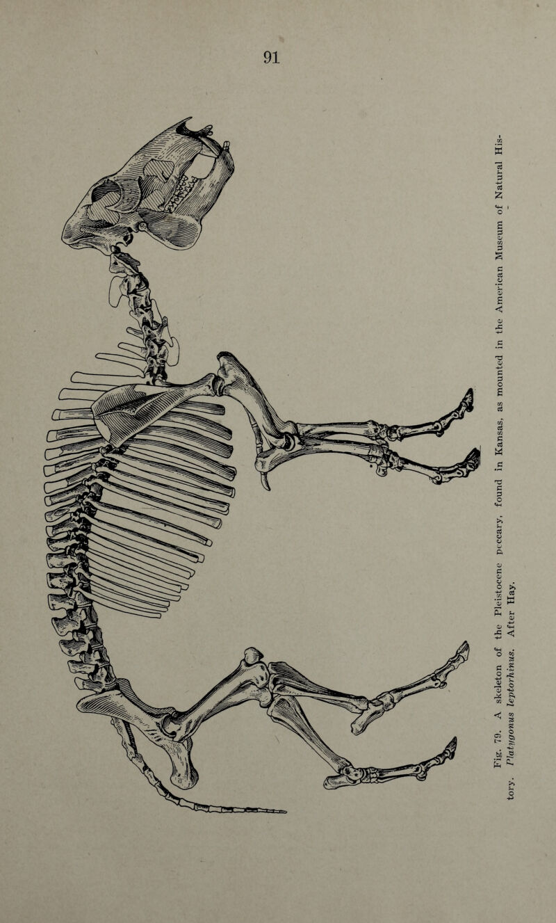 tory. Platygonus leptorhinus. After Hay.