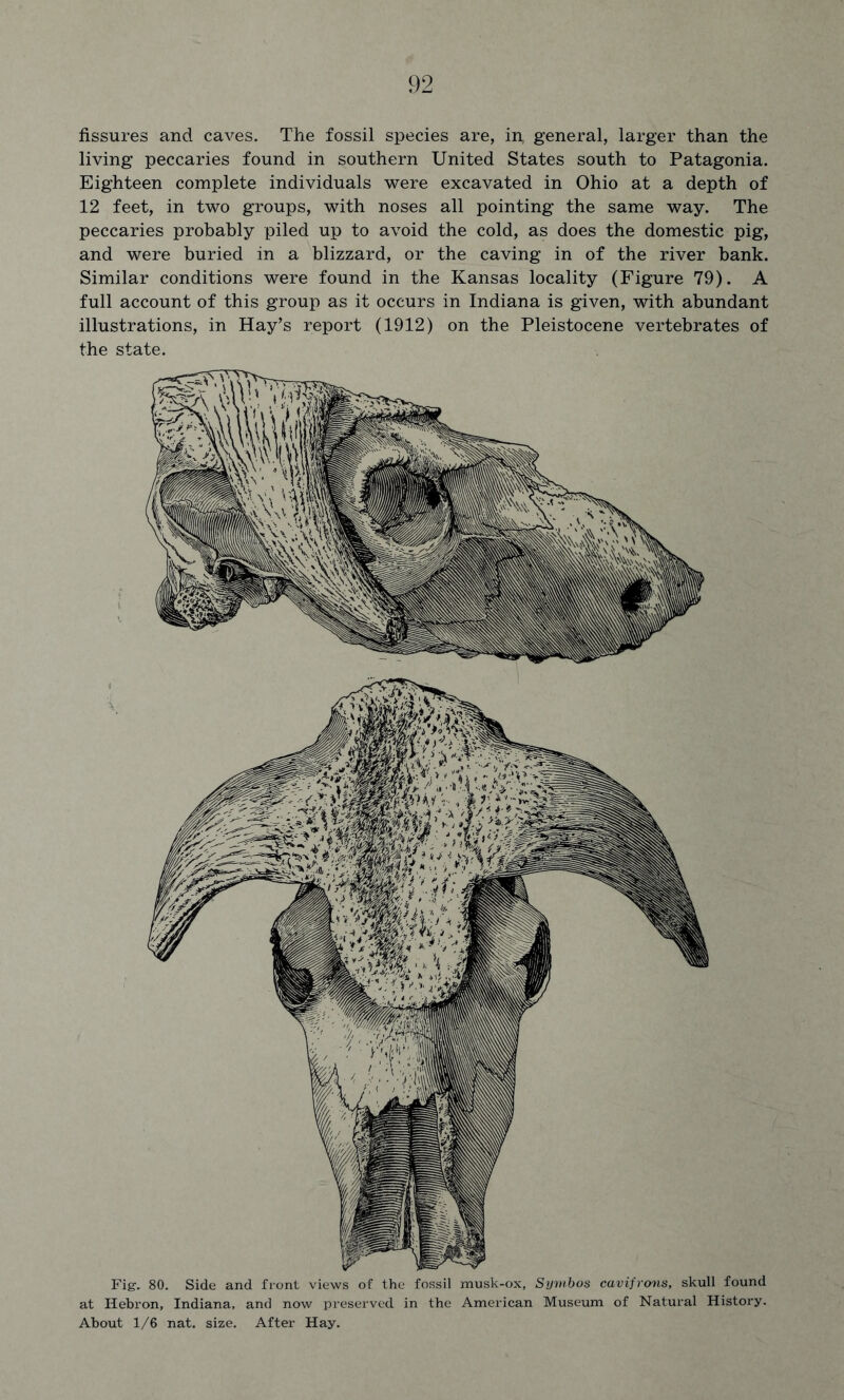 fissures and caves. The fossil species are, in, general, larger than the living peccaries found in southern United States south to Patagonia. Eighteen complete individuals were excavated in Ohio at a depth of 12 feet, in two groups, with noses all pointing the same way. The peccaries probably piled up to avoid the cold, as does the domestic pig, and were buried in a blizzard, or the caving in of the river bank. Similar conditions were found in the Kansas locality (Figure 79). A full account of this group as it occurs in Indiana is given, with abundant illustrations, in Hay’s report (1912) on the Pleistocene vertebrates of the state. Fig. 80. Side and front views of the fossil musk-ox, Symbos cavifrons, skull found at Hebron, Indiana, and now preserved in the American Museum of Natural History. About 1/6 nat. size. After Hay.