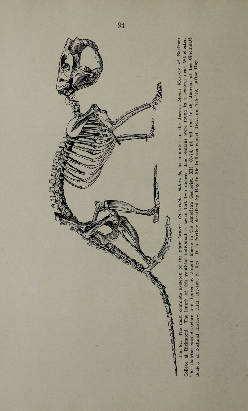 The skeleton was described and figured by Joseph Moore in the American Geologist, XII, 68-74, pi. xii, and in the Journal of the Cincinnati Society of Natural History, XIII, 138-169, 25 figs. It is further described by Hay in his Indiana report, 1912, pp. 755-768. After Hay.
