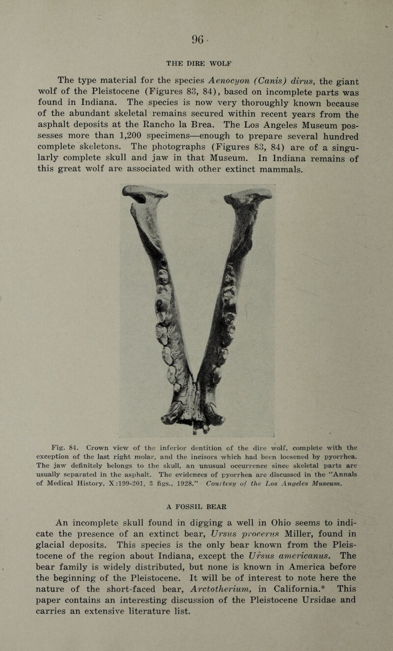 96- THE DIRE WOLF The type material for the species Aenocyon (Cards) dims, the giant wolf of the Pleistocene (Figures 83, 84), based on incomplete parts was found in Indiana. The species is now very thoroughly known because of the abundant skeletal remains secured within recent years from the asphalt deposits at the Rancho la Brea. The Los Angeles Museum pos- sesses more than 1,200 specimens—enough to prepare several hundred complete skeletons. The photographs (Figures 83, 84) are of a singu- larly complete skull and jaw in that Museum. In Indiana remains of this great wolf are associated with other extinct mammals. Fig. 84. Crown view of the inferior dentition of the dire wolf, complete with the exception of the last right molar, and the incisors which had been loosened by pyorrhea. The jaw definitely belongs to the skull, an unusual occurrence since skeletal parts are usually separated in the asphalt. The evidences of pyorrhea are discussed in the “Annals of Medical History, X:199-201, 3 figs., 1928.” Courtesy of the Los Angeles Museum. A FOSSIL BEAR An incomplete skull found in digging a well in Ohio seems to indi- cate the presence of an extinct bear, Ursus procerus Miller, found in glacial deposits. This species is the only bear known from the Pleis- tocene of the region about Indiana, except the Ursus americanus. The bear family is widely distributed, but none is known in America before the beginning of the Pleistocene. It will be of interest to note here the nature of the short-faced bear, Arctotherium, in California.* This paper contains an interesting discussion of the Pleistocene Ursidae and carries an extensive literature list.