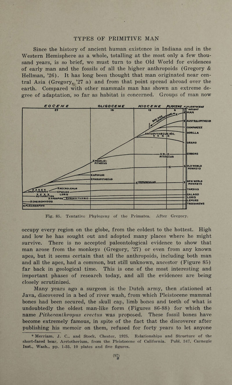 TYPES OF PRIMITIVE MAN Since the history of ancient human existence in Indiana and in the Western Hemisphere as a whole, totalling at the most only a few thou- sand years, is so brief, we must turn to the Old World for evidences of early man and the fossils of all the higher anthropoids (Gregory & Heilman, ’26). It has long been thought that man originated near cen- tral Asia (Gregory, ’27 a) and from that point spread abroad over the earth. Compared with other mammals man has shown an extreme de- gree of adaptation, so far as habitat is concerned. Groups of man now occupy every region on the globe, from the coldest to the hottest. High and low he has sought out and adopted many places where he might survive. There is no accepted paleontological evidence to show that man arose from the monkeys (Gregory, ’27) or even from any known apes, but it seems certain that all the anthropoids, including both man and all the apes, had a common, but still unknown, ancestor (Figure 85) far back in geological time. This is one of the most interesting and important phases of research today, and all the evidences are being closely scrutinized. Many years ago a surgeon in the Dutch army, then stationed at Java, discovered in a bed of river wash, from which Pleistocene mammal bones had been secured, the skull cap, limb bones and teeth of what is undoubtedly the oldest man-like form (Figures 86-88) for which the name Pithecanthropus erectus was proposed. These fossil bones have become extremely famous, in spite of the fact that the discoverer after publishing his memoir on them, refused for forty years to let anyone * Merriam, J. C., and Stock, Chester, 1925. Relationships and Structure of the short-faced hear, Arctotherium, from the Pleistocene of California. Publ. 347, Carnegie Inst., Wash., pp. 1-35, 10 plates and five figures.