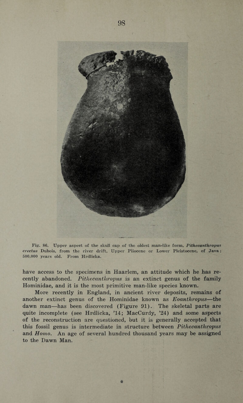 Fig. 86. Upper aspect of the skull cap of the oldest man-like form. Pithecanthropus erectus Dubois, from the river drift. Upper Pliocene or Lower Pleistocene, of Java; 500,000 years old. From Hrdlicka. have access to the specimens in Haarlem, an attitude which he has re- cently abandoned. Pithecanthropus is an extinct genus of the family Hominidae, and it is the most primitive man-like species known. More recently in England, in ancient river deposits, remains of another extinct genus of the Hominidae known as Eoanthropus—the dawn man—has been discovered (Figure 91). The skeletal parts are quite incomplete (see Hrdlicka, ’14; MacCurdy, ’24) and some aspects of the reconstruction are questioned, but it is generally accepted that this fossil genus is intermediate in structure between Pithecanthropus and Homo. An age of several hundred thousand years may be assigned to the Dawn Man.