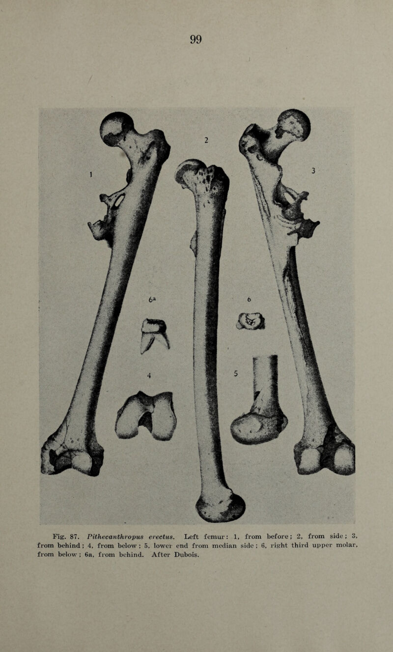 Fig. 87. Pithecanthropus erectus. Left femur: 1, from before; 2, from side; 3, from behind ; 4, from below : 5, lower end from median side ; 6, right third upper molar, from below ; 6a, from behind. After Dubois.