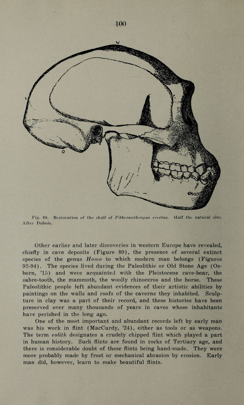 Fig. 88. Restoration of the skull of Pithecanthropus erectus. Half the natural size. After Dubois. Other earlier and later discoveries in western Europe have revealed, chiefly in cave deposits (Figure 89), the presence of several extinct species of the genus Homo to which modern man belongs (Figures 93-94). The species lived during the Paleolithic or Old Stone Age (Os- born, ’15) and were acquainted with the Pleistocene cave-bear, the sabre-tooth, the mammoth, the woolly rhinoceros and the horse. These Paleolithic people left abundant evidences of their artistic abilities by paintings on the walls and roofs of the caverns they inhabited. Sculp- ture in clay was a part of their record, and these histories have been preserved over many thousands of years in caves whose inhabitants have perished in the long ago. One of the most important and abundant records left by early man was his work in flint (MacCurdy, ’24), either as tools or as weapons. The term eolith designates a crudely chipped flint which played a part in human history. Such flints are found in rocks of Tertiary age, and there is considerable doubt of these flints being hand-made. They were more probably made by frost or mechanical abrasion by erosion. Early man did, however, learn to make beautiful flints.