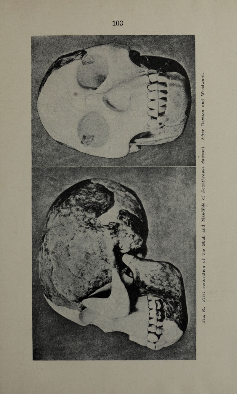 Fig. 91. First restoration of the Skull and Mandible of Eoanthropus dazvsom. After Dawson and Woodward.