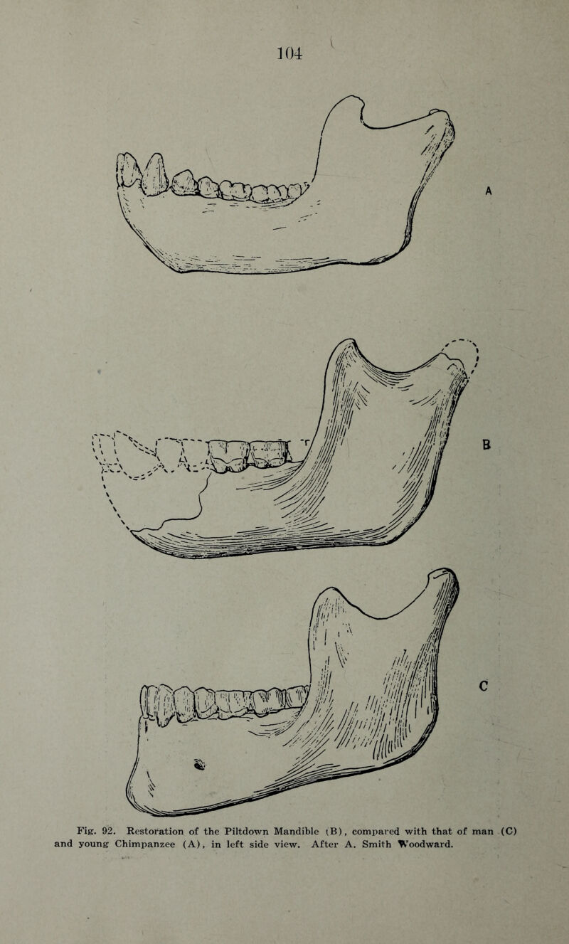 Fig. 92. Restoration of the Piltdown Mandible (B), compared with that of man (C) and young Chimpanzee (A), in left side view. After A. Smith Woodward.