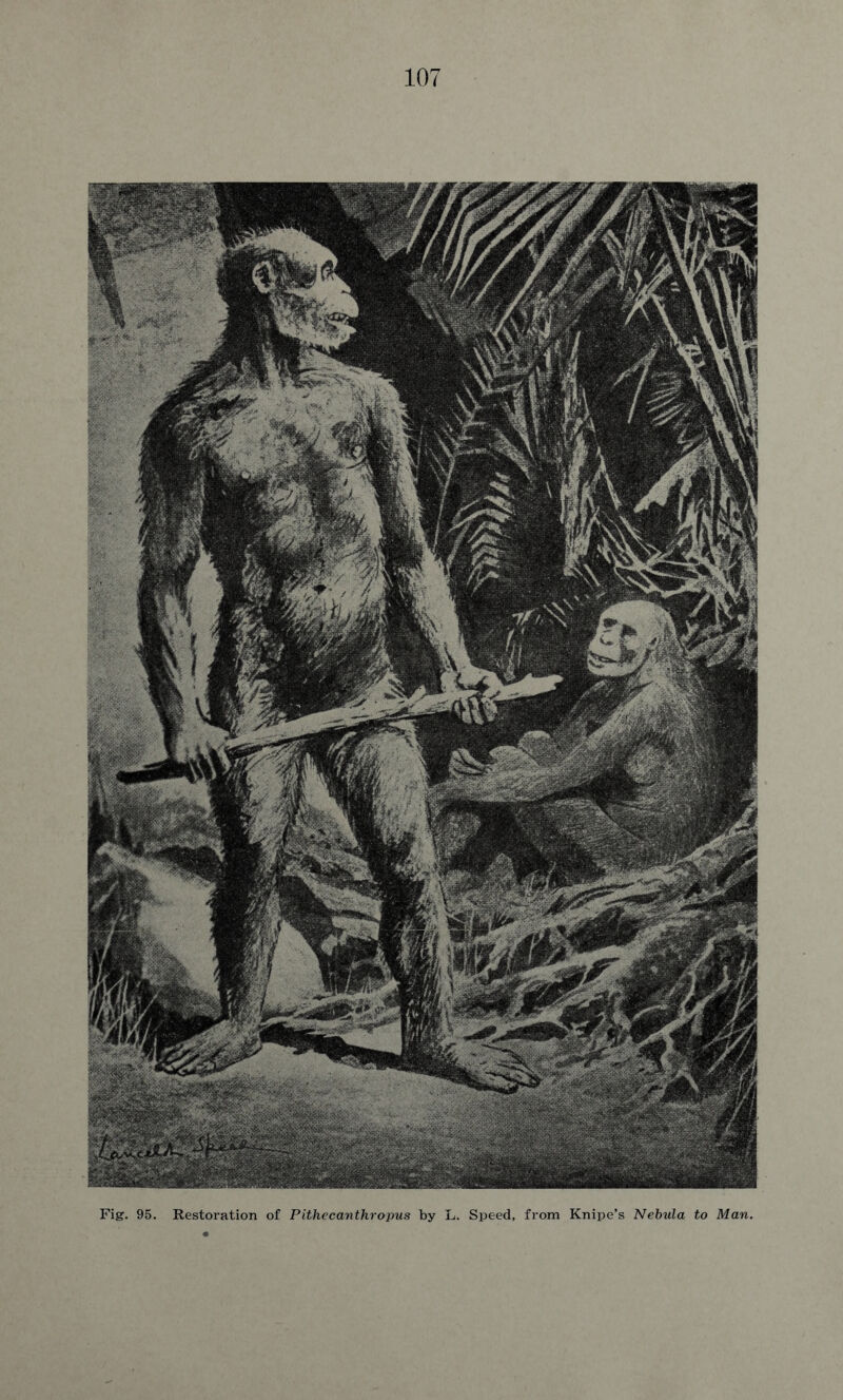 Fig. 95. Restoration of Pithecanthropus by L. Speed, from Knipe’s Nebula to Man.