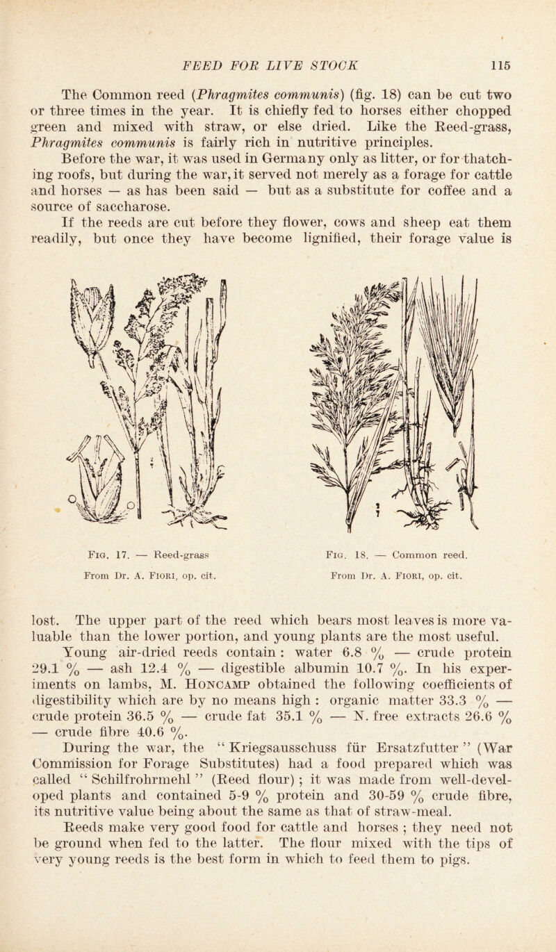 The Common reed (Phragmites communis) (fig. 18) can be cut two or three times in the year. It is chiefly fed to horses either chopped green and mixed with straw, or else dried. Like the Reed-grass, Phragmites communis is fairly rich in nutritive principles. Before the war, it was used in Germany only as litter, or for thatch¬ ing roofs, but during the war, it served not merely as a forage for cattle and horses — as has been said — but as a substitute for coffee and a source of saccharose. If the reeds are cut before they flower, cows and sheep eat them readily, but once they have become lignified, their forage value is Fig. 17. — Reed-grass From Dr. A. Fiori, op. cit. Fig. 18. — Common reed. From Dr. A. Fiori, op. cit. lost. The upper part of the reed which bears most leaves is more va¬ luable than the lower portion, and young plants are the most useful. Young air-dried reeds contain : water 6.8 % — crude protein 29.1 % — ash 12.4 % — digestible albumin 10.7 %. In his exper¬ iments on lambs, M. Honcamp obtained the following coefficients of digestibility which are by no means high : organic matter 33.3 % —• crude protein 36.5 % — crude fat 35.1 % — N. free extracts 26.6 % — crude fibre 40.6 %. During the war, the “ Kriegsausschuss fur Ersatzfutter ” (War Commission for Forage Substitutes) had a food prepared which was called “ Schilfrohrmehl ” (Reed flour) ; it was made from well-devel¬ oped plants and contained 5-9 % protein and 30-59 % crude fibre, its nutritive value being about the same as that of straw-meal. Reeds make very good food for cattle and horses *, they need not be ground when fed to the latter. The flour mixed with the tips of very young reeds is the best form in which to feed them to pigs.