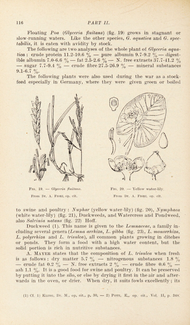 Floating Poa (Glyceria fluitans) (fig. 19) grows in stagnant or slow-running waters. Like the other species, G. aquatica and G. spec- tahilis, it is eaten with avidity by stock. The following are two analyses of the whole plant of Glyceria aqua¬ tica : crude protein 11.2-10.6 % — pure albumin 9.7-9.2 %— digest¬ ible albumin 7.0-6.6 % -— fat 2.5-2.6 % — N. free extracts 37.7-41.2 % — sugar 7.7-9.4 % — crude fibre 27.5-26.9 % — mineral substances 9.1-6.7 %. The following plants were also used during the war as a stock- feed especially in Germany, where they were given green or boiled Fig. 19. — Glyceria fluitans. From Dr. A. Fiori, op. cit. Fig. 20. — Yellow water-lily. From Dr. A. Fiori, op. cit. to swine and poultry : Nuphar (yellow water-lily) (fig. 20), Nymphaea (white water-lily) (fig. 21), Duckweeds, and Watercress and Pondweed, also Salvinia natans (fig. 22) Hoff. Duckweed (1). This name is given to the Lemnaceae, a family in¬ cluding several genera (Lemna arrhiza, L. gibba (fig. 23), L. monorrhiza, L. polyrrhiza and L. trisulca), all common plants growing in ditches or ponds. They form a food with a high water content, but the solid portion is rich in nutritive substances. A. Mayer states that the composition of L. trisulca when fresh is as follows : dry matter 5.7 % — nitrogenous substances 1.8 % — crude fat 0.2 % — 17. free extracts 2 % — crude fibre 0.6 % — ash 1.1 %. It is a good food for swine and poultry. It can be preserved by putting it into the silo, or else by drying it first in the air and after¬ wards in the oven, or drier. When dry, it suits fowls excellently; its (1) Cf. 1) Kling, Dr. M., op. cit., p. 30. — 2) Pott, E., op. cit., Vol. II, p. 348.