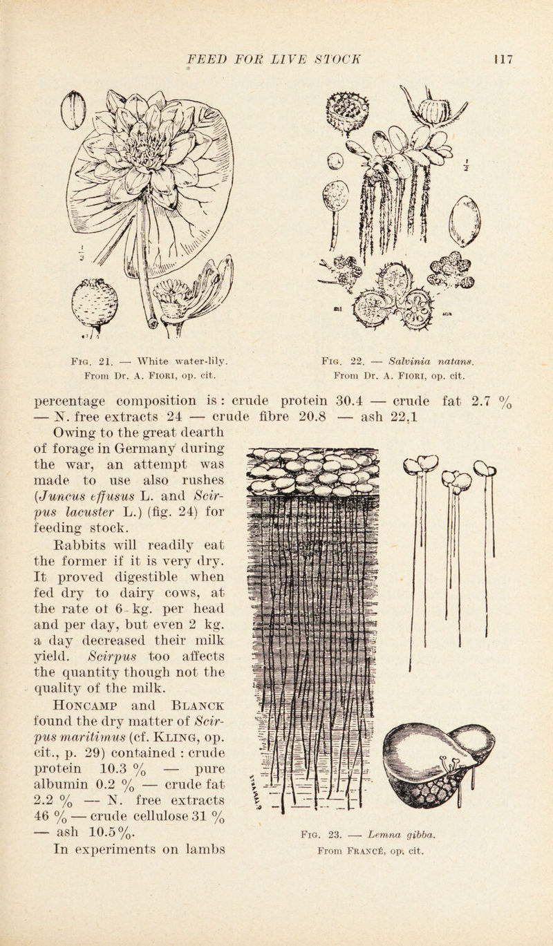 Fig. 21. — White water-lily. From Dr. A. Fiori, op. cit. Fig. 22. — Salvinia natans. From Dr. A. Fiori, op. cit. percentage composition is : crude protein 30.4 — crude fat 2.7 % -— free extracts 24 — crude fibre 20.8 — ash 22.1 Owing to the great dearth of forage in Germany during the war, an attempt was made to use also rushes (Juncus tffusus L. and Scir- pus lacuster L.) (fig. 24) for feeding stock. Babbits will readily eat the former if it is very dry. It proved digestible when fed dry to dairy cows, at the rate ot 6-kg. per head and per day, but even 2 kg. a day decreased their milk yield. Scirpus too affects the quantity though not the quality of the milk. Honcamp and Blanck found the dry matter of Scir¬ pus maritimus (cf. Kling, op. cit., p. 29) contained : crude protein 10.3 'O pure albumin 0.2 % — crude fat 2.2 % — N. free extracts 46 % — crude cellulose 31 % — ash 10.5%. In experiments on lambs Fig. 23. — Lemna gibba. From France, op. cit.