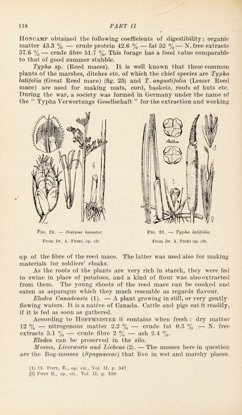 Honcamp obtained the following coefficients of digestibility: organic matter 43.3 % — crude protein 42.6 % — fat 52 % — ET. free extracts 37.6 % — crude fibre 51.7 %. This forage has a food value comparable to that of good summer stubble. Typha sp. (Eeed maces). It is well known that these common plants of the marshes, ditches etc. of which the chief species are Typha latifolia (Great Eeed mace) (fig. 25) and T. angustifolia (Lesser Eeed mace) are used for making mats, cord, baskets, roofs of huts etc. During the war, a society was formed in Germany under the name of the “ Typha Verwertungs Gesellschaft ” for the extraction and working Fig. 24. — Scirpus lacuster. From Dr. A. Fiori, op. cit. Fig. 25. — Typha latifolia. From Dr. A. Fiori op. cit. up of the fibre of the reed mace. The latter was used also for making materials for soldiers’ cloaks. As the roots of the plants are very rich in starch, they were fed to swine in place of potatoes, and a kind of flour was also extracted from them. The young shoots of the reed mace can be cooked and eaten as asparagus which they much resemble as regards flavour. Elodea Canadensis (1). — A plant growing in still, or very gently - flowing waters. It is a native of Canada. Cattle and pigs eat it readily, if it is fed as soon as gathered. According to Hoffmeister it contains when fresh : dry matter 12 % — nitrogenous matter 2.2 % — crude fat 0.3 % — N. free extracts 5.1 % — crude fibre 2 % — ash 2.4 %. Elodea can be preserved in the silo. Mosses, Liverworts and Lichens (2). — The mosses herein question are the Bog-mosses (Spagnaceae) that live in wet and marshy places. (1) Cf. Pott, E., op. cit., Vol. II, p. 347. (2) Pott E., op., cit., Vol. II, p. 350.