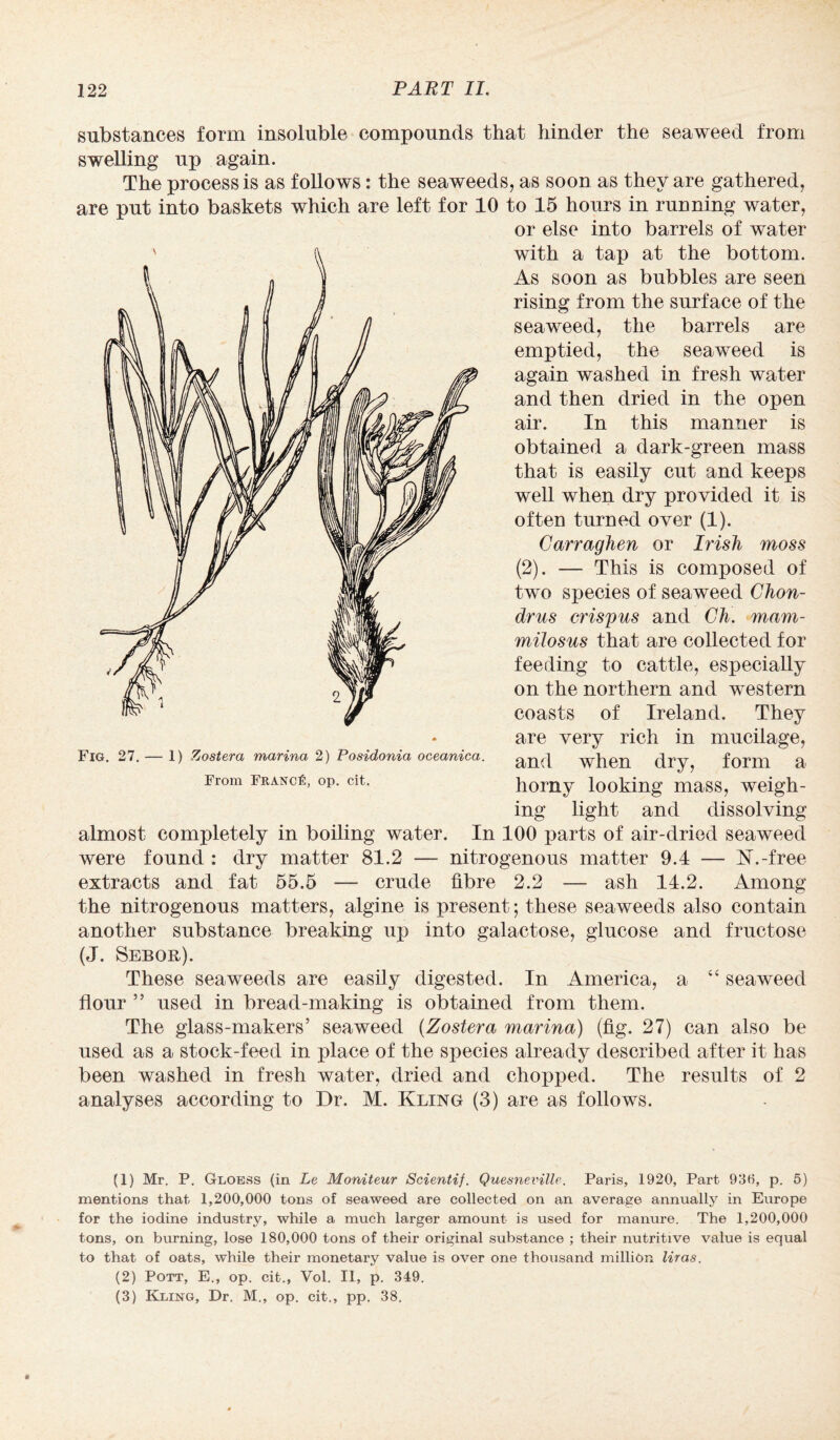 substances form insoluble compounds that hinder the seaweed from swelling up again. The process is as follows: the seaweeds, as soon as they are gathered, are put into baskets which are left for 10 to 15 hours in running water, or else into barrels of water with a tap at the bottom. As soon as bubbles are seen rising from the surface of the seaweed, the barrels are emptied, the seaweed is again washed in fresh water and then dried in the open air. In this manner is obtained a dark-green mass that is easily cut and keeps well when dry provided it is often turned over (1). Carraghen or Irish moss (2). — This is composed of two species of seaweed Chon- drus crispus and Ch. mam- milosus that are collected for feeding to cattle, especially on the northern and western coasts of Ireland. They are very rich in mucilage, and when dry, form a horny looking mass, weigh¬ ing light and dissolving almost completely in boiling water. In 100 parts of air-dried seaweed were found : dry matter 81.2 — nitrogenous matter 9.4 — N.-free extracts and fat 55.5 — crude fibre 2.2 — ash 14.2. Among the nitrogenous matters, algine is present; these seaweeds also contain another substance breaking up into galactose, glucose and fructose (J. Sebqr). These seaweeds are easily digested. In America, a “ seaweed flour ” used in bread-making is obtained from them. The glass-makers’ seaweed (Zostera marina) (fig. 27) can also be used as a stock-feed in place of the species already described after it has been washed in fresh water, dried and chopped. The results of 2 analyses according to Dr. M. Kling (3) are as follows. Fig. 27. — 1) Zostera marina 2) Posidonia oceanica. From France, op. cit. (1) Mr. P. Gloess (in Le Moniteur Scientif. Quesneville. Paris, 1920, Part 930, p. 5) mentions that 1,200,000 tons of seaweed are collected on an average annually in Europe for the iodine industry, while a much larger amount is used for manure. The 1,200,000 tons, on burning, lose 180,000 tons of their original substance ; their nutritive value is equal to that of oats, while their monetary value is over one thousand million liras. (2) Pott, E., op. cit., Vol. II, p. 349. (3) Kling, Dr. M., op. cit., pp. 38.