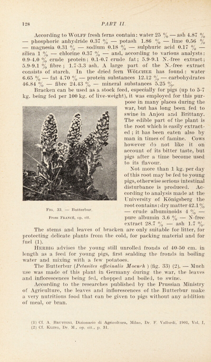 According to Wolff fresh ferns contain: water 25 % — ash 4.87 % — phosphoric anhydride 0.37 % — potash 1.86 % — lime 0.56 % — magnesia 0.31 % — sodinm 0.18 % — sulphuric acid 0.17 % — silica 1 % — chlorine 0.37 % — and, according to various analysts: 0.9-4.0 % crude protein; 0.1-0.7 crude fat; 5.9-9.1 N.-free extract; 5.9-9.1 % fibre ; 1.7-3.3 ash. A large part of the A.-free extract consists of starch. In the dried fern Wolcher has found : water 6.65 % — fat 4.70 % —- protein substances 12.12 % — carbohydrates 46.84 % — fibre 24.43 % — mineral substances 5.25 %. Bracken can be used as a stock feed, especially for pigs (up to 5-7 kg. being fed per 100 kg. of live-weight), it was employed for this pur¬ pose in many places during the war, but has long been fed to swine in Anjou and Brittany. The edible part of the plant is the root which is easily extract¬ ed ; it has been eaten also by man in times of famine. Cows however do not like it on account of its bitter taste, but pigs after a time become used to its flavour. Hot more than 1 kg. per day of this root may be fed to young pigs, otherwise serious intestinal disturbance is produced. Ac¬ cording to analysis made at the University of Konigsberg the root contains: dry matter 42.1 % — crude albuminoids 4 % — pure albumin 3.6 % — N-free extract 28.7 % — ash 1.7 %. The stems and leaves of bracken are only suitable for litter, for protecting delicate plants from the cold, for packing material and for fuel (1). Herbig advises the young still unrolled fronds of 40-50 cm. in length as a feed for young pigs, first scalding the fronds in boiling water and mixing with a few potatoes. The Butterbur (Petasites officinalis Moenrh ) (fig. 33) (2). — Much use was made of this plant in Germany during the . war, the leaves and inflorescences being fed, chopped and boiled, to swine. According to the researches published by the Prussian Ministry of Agriculture, the leaves and inflorescences of the Butterbur make a very nutritious food that can be given to pigs without any addition of meal, or bran. (1) Cf. A. Bruttini. Dizionario cli Agricoltura, Milan, Dr. F. Vallardi, 1901, Vol. I. (2) Cf. Kling, Dr. M., op. cit., p. 31.