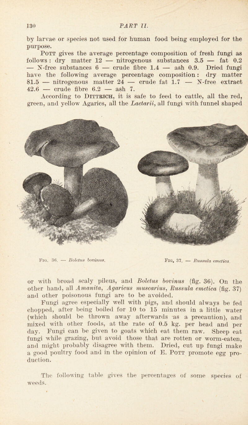 by larvae or species not used for human food being employed for the purpose. Pott gives the average percentage composition of fresh fungi as follows : dry matter 12 — nitrogenous substances 3.5 — fat 0.2 — N-free substances 6 — crude fibre 1.4 — ash 0.9. Dried fungi have the following average percentage composition: dry matter 81.5 — nitrogenous matter 24 — crude fat 1.7 — 1ST-free extract 42.6 — crude fibre 6.2 — ash 7. According to Dittrich, it is safe to feed to cattle, all the red, green, and yellow Agarics, all the Lactarii, all fungi with funnel shaped Fig. 36. — Boletus bovinus. Fig, 37. — Russula emetica. or with broad scaly pileus, and Boletus bovinus (fig. 36). On the other hand, all Amanita, Agaricus muscarius, Russula emetica (fig. 37) and other poisonous fungi are to be avoided. Fungi agree especially well with pigs, and should always be fed chopped, after being boiled for 10 to 15 minutes in a little water (which should be thrown away afterwards as a precaution), and mixed with other foods, at the rate of 0.5 kg. per head and per day. Fungi can be given to goats which eat them raw. Sheep eat fungi while grazing, but avoid those that are rotten or worm-eaten, and might probably disagree with them. Dried, cut up fungi make a good poultry food and in the opinion of E. Pott j>romote egg pro¬ duction. The following table gives the percentages of some species of weeds.