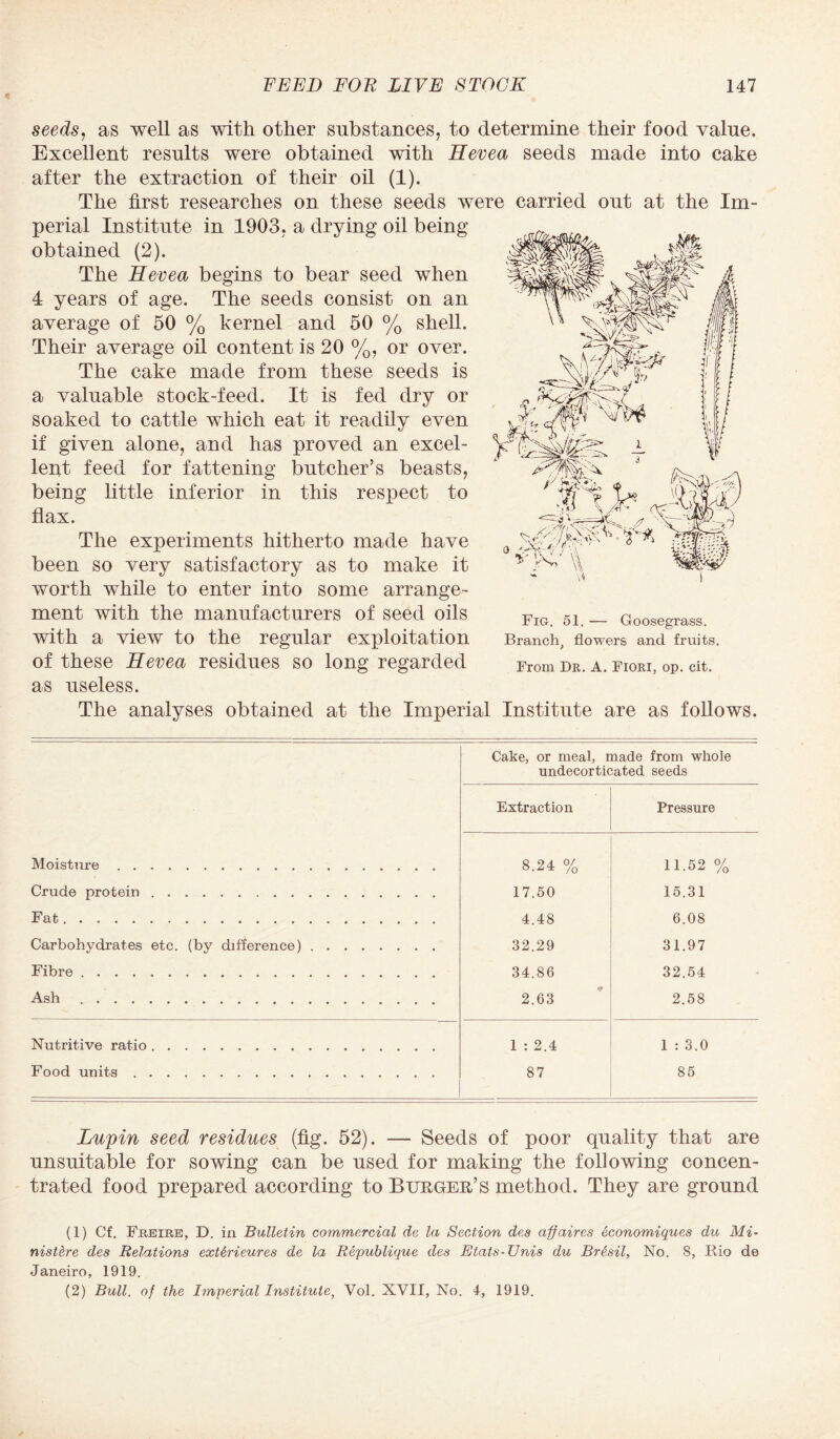 seeds, as well as with other substances, to determine their food value. Excellent results were obtained with Hevea seeds made into cake after the extraction of their oil (1). The first researches on these seeds were carried out at the Im¬ perial Institute in 1903, a drying oil being obtained (2). The Hevea begins to bear seed when 4 years of age. The seeds consist on an average of 50 % kernel and 50 % shell. Their average oil content is 20 %, or over. The cake made from these seeds is a valuable stock-feed. It is fed dry or soaked to cattle which eat it readily even if given alone, and has proved an excel¬ lent feed for fattening butcher’s beasts, being little inferior in this respect to flax. The experiments hitherto made have been so very satisfactory as to make it worth while to enter into some arrange¬ ment with the manufacturers of seed oils with a view to the regular exploitation of these Hevea residues so long regarded as useless. The analyses obtained at the Imperial Institute are as follows. Cake, or meal, made from whole undecorticated seeds Extraction Pressure Moisture. 8.24 % 11.52 % Crude protein. 17.50 15.31 4.48 6.08 Carbohydrates etc. (by difference). 32.29 31.97 Fibre . 34.86 32.54 Ash. 2.63 2.58 Nutritive ratio. 1 : 2.4 1 : 3.0 Food units. 87 85 Fig. 51. — Goosegrass. Branch, flowers and fruits. From Dr. A. Fiori, op. cit. Lupin seed residues (fig. 52). — Seeds of poor quality that are unsuitable for sowing can be used for making the following concen¬ trated food prepared according to Burger’s method. They are ground (1) Cf. Freire, D. in Bulletin commercial de la Section des affaires ticonomiques du Mi¬ nisters des Relations exUrieures de la Republique des Etats-TJnis du Bresil, No. 8, Rio de Janeiro, 1919. (2) Bull, of the Imperial Institute, Vol. XVII, No. 4, 1919.