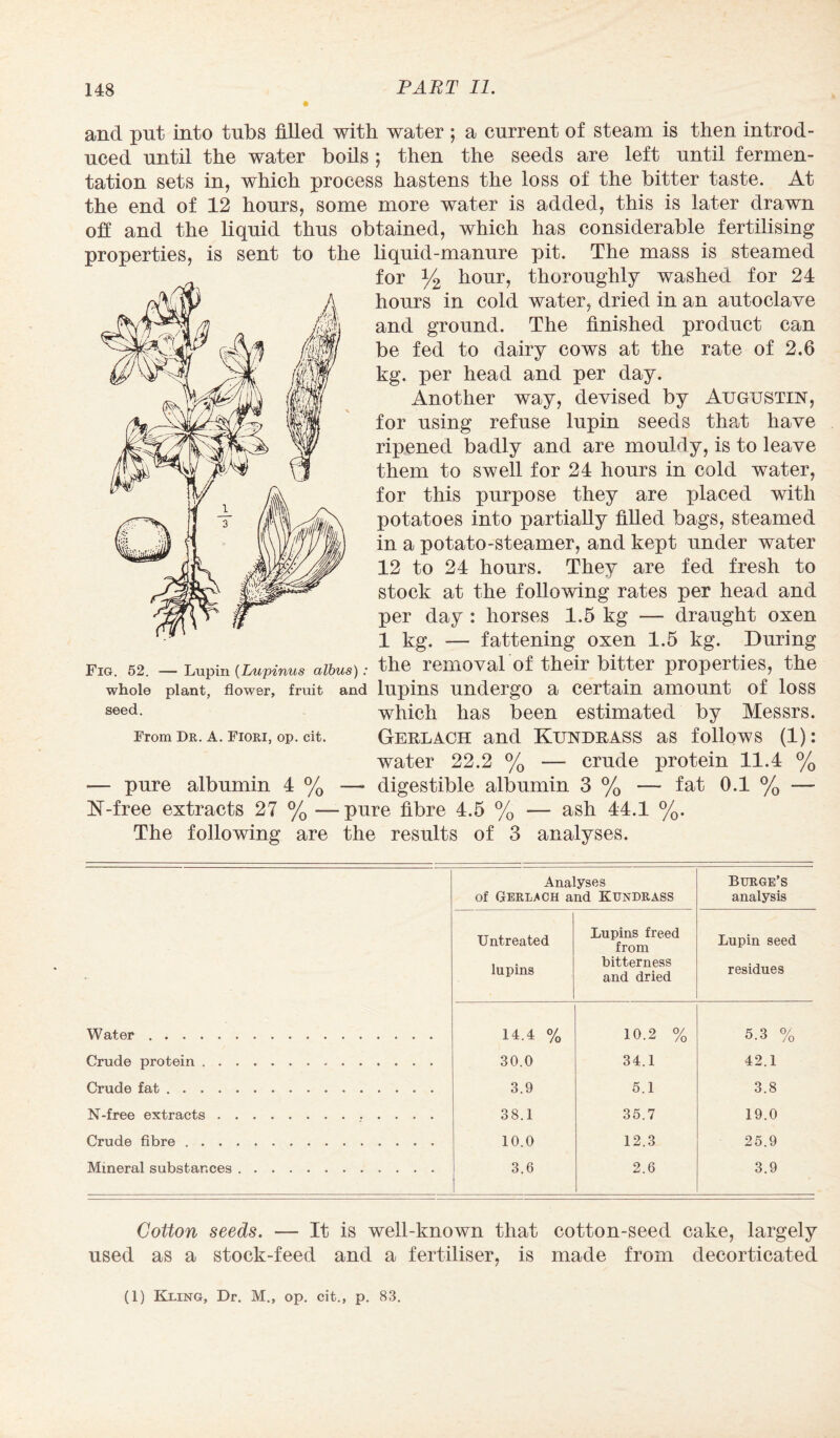 and put into tubs filled with water ; a current of steam is then introd¬ uced until the water boils; then the seeds are left until fermen¬ tation sets in, which process hastens the loss of the bitter taste. At the end of 12 hours, some more water is added, this is later drawn off and the liquid thus obtained, which has considerable fertilising properties, is sent to the liquid-manure pit. The mass is steamed for y2 hour, thoroughly washed for 24 hours in cold water, dried in an autoclave and ground. The finished product can be fed to dairy cows at the rate of 2.6 kg. per head and per day. Another way, devised by Augustus', for using refuse lupin seeds that have ripened badly and are mouldy, is to leave them to swell for 24 hours in cold water, for this purpose they are placed with potatoes into partially filled bags, steamed in a potato-steamer, and kept under water 12 to 24 hours. They are fed fresh to stock at the following rates per head and per day : horses 1.5 kg — draught oxen 1 kg. — fattening oxen 1.5 kg. During Fia. 52. — Lupin (Lupinus aibuc)the removal of their bitter properties, the whole plant, flower, fruit and lupins undergo a certain amount of loss which has been estimated by Messrs. Gerlach and Kundrass as follows (1): water 22.2 % — crude protein 11.4 % — pure albumin 4 % — digestible albumin 3 % — fat 0.1 % — N-free extracts 27 % —pure fibre 4.5 % —- ash 44.1 %. The following are the results of 3 analyses. seed. From Dr. A. Fiori, op. cit. Analyses of Geruvch and Kundrass Burge’s analysis Untreated lupins Lupins freed from bitterness and dried Lupin seed residues Water. 14.4 % 10.2 % 5.3 % Crude protein. 30.0 34.1 42.1 Crude fat... 3.9 5.1 3.8 N-free extracts. 38.1 35.7 19.0 Crude fibre. 10.0 12.3 25.9 Mineral substances. 3.6 2.6 3.9 Colton seeds. — It is well-known that cotton-seed cake, largely used as a stock-feed and a fertiliser, is made from decorticated
