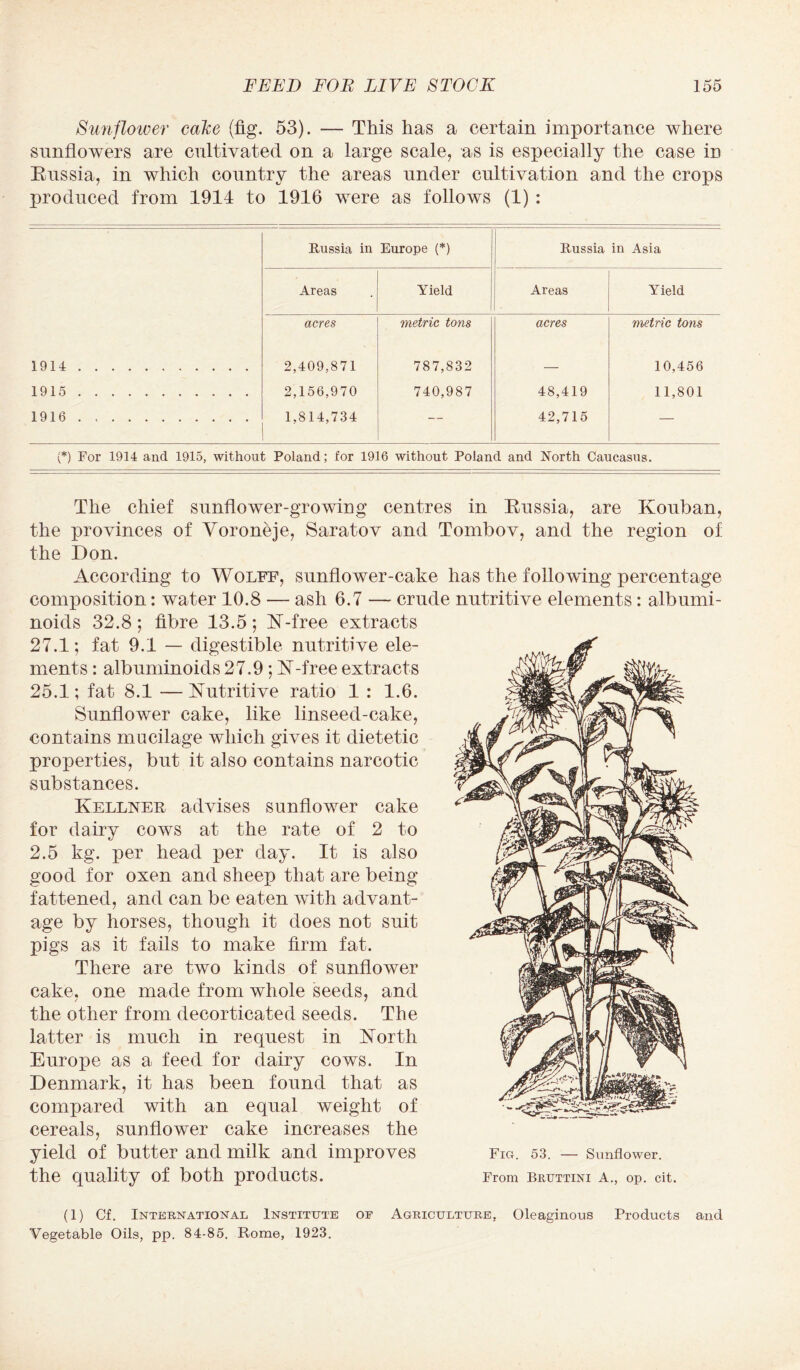 Sunflower cake (fig. 53). — This has a certain importance where sunflowers are cultivated on a large scale, as is especially the case in Russia, in which country the areas under cultivation and the crops produced from 1914 to 1916 were as follows (1) : Russia in Europe (*) Russia in Asia Areas Yield Areas Yield acres metric tons acres metric tons 1914. 2,409,871 787,832 — 10,456 1915. 2,156,970 740,987 48,419 11,801 1916. 1,814,734 — 42,715 — (*) For 1914 and 1915, without Poland; for 1916 without Poland and North Caucasus. The chief sunflower-growing centres in Russia, are Kouban, the provinces of Voroneje, Saratov and Tombov, and the region of the Don. According to Wolff, sunflower-cake has the following percentage composition: water 10.8 — ash 6.7 — crude nutritive elements: albumi¬ noids 32.8; fibre 13.5; N-free extracts 27.1; fat 9.1 — digestible nutritive ele¬ ments : albuminoids 27.9 ; hi-free extracts 25.1; fat 8.1 — Nutritive ratio 1 : 1.6. Sunflower cake, like linseed-cake, contains mucilage which gives it dietetic properties, but it also contains narcotic substances. Kellner advises sunflower cake for dairy cows at the rate of 2 to 2.5 kg. per head per day. It is also good for oxen and sheep that are being fattened, and can be eaten with advant¬ age by horses, though it does not suit pigs as it fails to make firm fat. There are two kinds of sunflower cake, one made from whole seeds, and the other from decorticated seeds. The latter is much in request in North Europe as a feed for dairy cows. In Denmark, it has been found that as compared with an equal weight of cereals, sunflower cake increases the yield of butter and milk and improves Fig. 53. — Sunflower, the quality of both products. From bruttini A., op. cit. (1) Cf. International Institute of Agriculture, Oleaginous Products and Vegetable Oils, pp. 84-85. Rome, 1923.