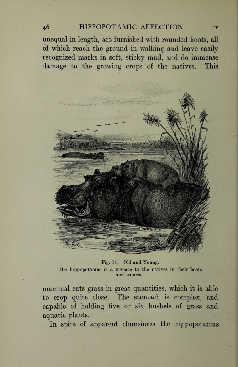 unequal in length, are furnished with rounded hoofs, all of which reach the ground in walking and leave easily recognized marks in soft, sticky mud, and do immense damage to the growing crops of the natives. This Fig. 14. Old and Young. The hippopotamus is a menace to the natives in their boats and canoes. mammal eats grass in great quantities, which it is able to crop quite close. The stomach is complex, and capable of holding five or six bushels of grass and aquatic plants. In spite of apparent clumsiness the hippopotamus