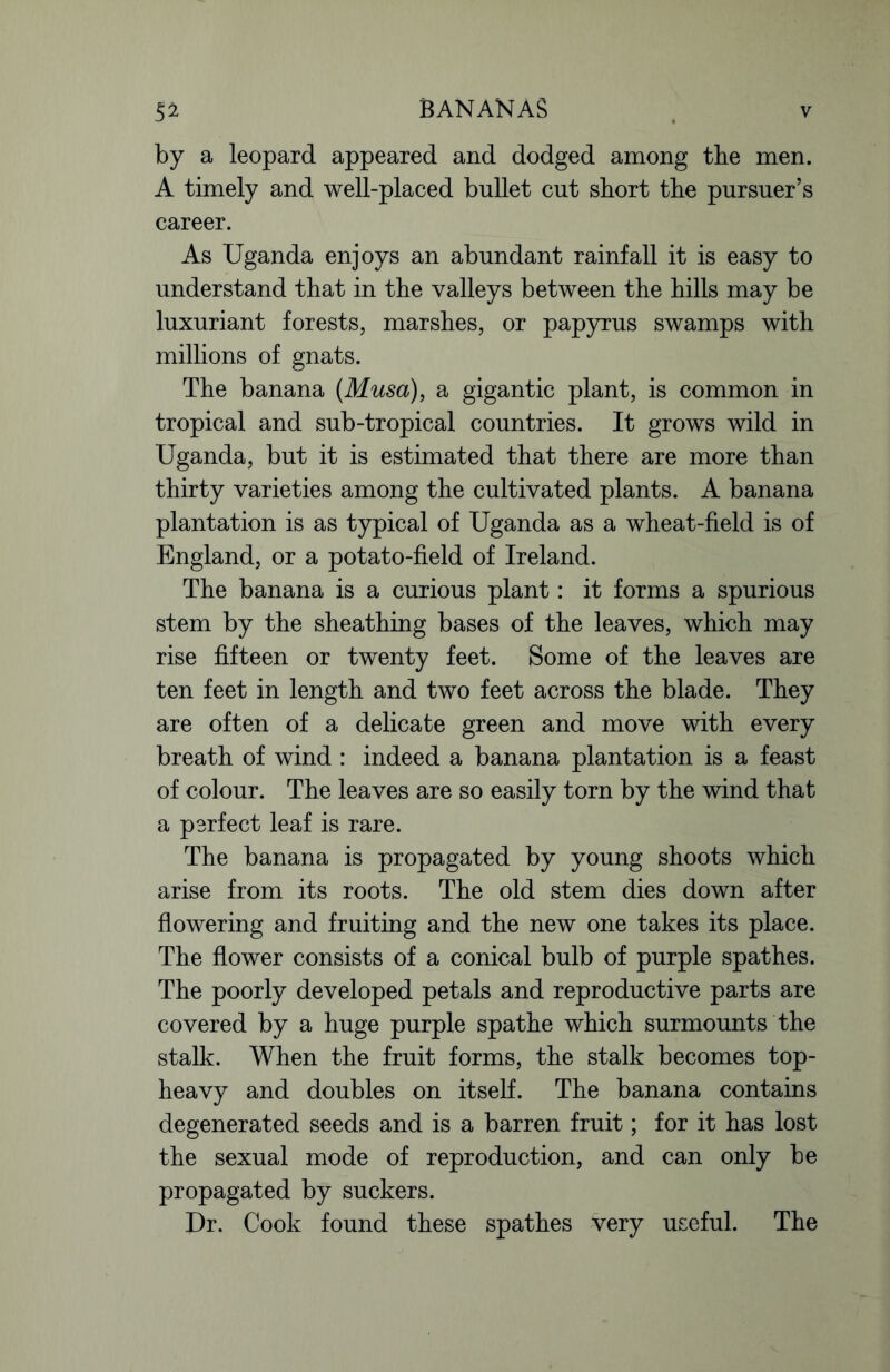 by a leopard appeared and dodged among the men. A timely and well-placed bullet cut short the pursuer’s career. As Uganda enjoys an abundant rainfall it is easy to understand that in the valleys between the hills may be luxuriant forests, marshes, or papyrus swamps with millions of gnats. The banana (Musa), a gigantic plant, is common in tropical and sub-tropical countries. It grows wild in Uganda, but it is estimated that there are more than thirty varieties among the cultivated plants. A banana plantation is as typical of Uganda as a wheat-field is of England, or a potato-field of Ireland. The banana is a curious plant: it forms a spurious stem by the sheathing bases of the leaves, which may rise fifteen or twenty feet. Some of the leaves are ten feet in length and two feet across the blade. They are often of a delicate green and move with every breath of wind : indeed a banana plantation is a feast of colour. The leaves are so easily torn by the wind that a perfect leaf is rare. The banana is propagated by young shoots which arise from its roots. The old stem dies down after flowering and fruiting and the new one takes its place. The flower consists of a conical bulb of purple spathes. The poorly developed petals and reproductive parts are covered by a huge purple spathe which surmounts the stalk. When the fruit forms, the stalk becomes top- heavy and doubles on itself. The banana contains degenerated seeds and is a barren fruit; for it has lost the sexual mode of reproduction, and can only be propagated by suckers. Dr. Cook found these spathes Very useful. The