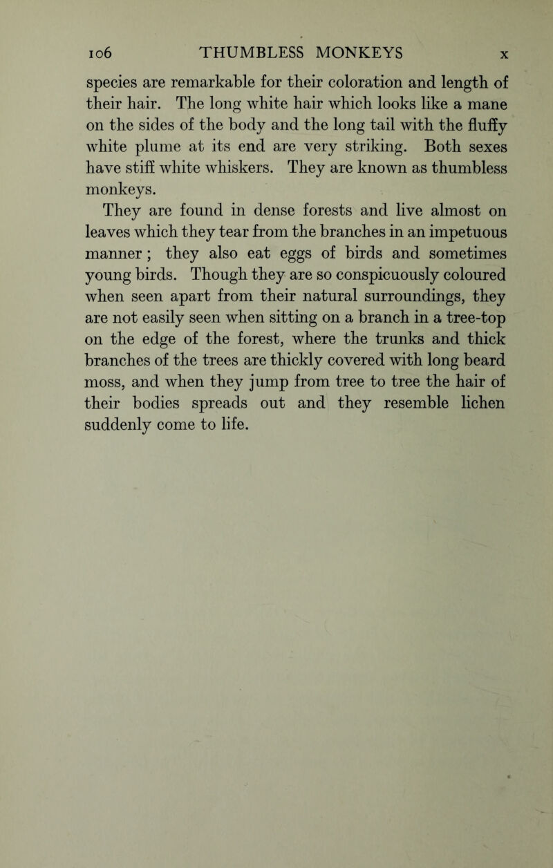 species are remarkable for tbeir coloration and length of their hair. The long white hair which looks like a mane on the sides of the body and the long tail with the fluffy white plume at its end are very striking. Both sexes have stiff white whiskers. They are known as thumbless monkeys. They are found in dense forests and live almost on leaves which they tear from the branches in an impetuous manner; they also eat eggs of birds and sometimes young birds. Though they are so conspicuously coloured when seen apart from their natural surroundings, they are not easily seen when sitting on a branch in a tree-top on the edge of the forest, where the trunks and thick branches of the trees are thickly covered with long beard moss, and when they jump from tree to tree the hair of their bodies spreads out and they resemble lichen suddenly come to life.