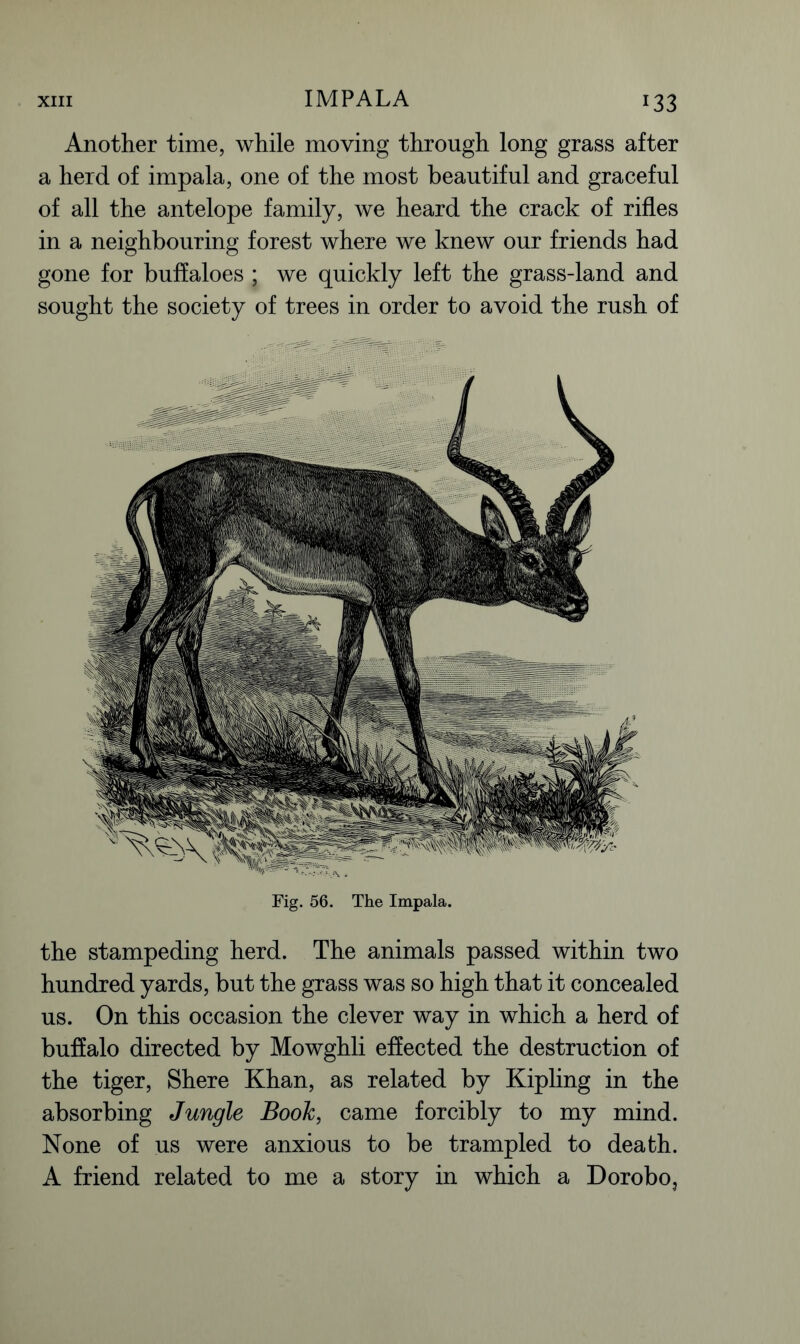 IMPALA Another time, while moving through long grass after a herd of impala, one of the most beautiful and graceful of all the antelope family, we heard the crack of rifles in a neighbouring forest where we knew our friends had gone for buffaloes ; we quickly left the grass-land and sought the society of trees in order to avoid the rush of Fig. 56. The Impala. the stampeding herd. The animals passed within two hundred yards, but the grass was so high that it concealed us. On this occasion the clever way in which a herd of buffalo directed by Mowghli effected the destruction of the tiger, Shere Khan, as related by Kipling in the absorbing Jungle Booh, came forcibly to my mind. None of us were anxious to be trampled to death. A friend related to me a story in which a Dorobo,